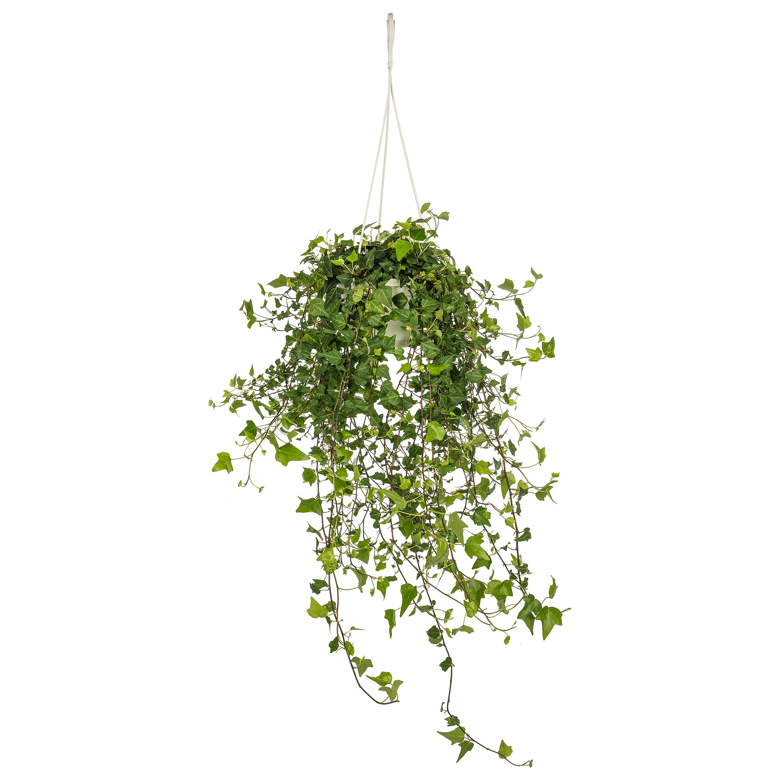 Bluszcz mix 45 cm