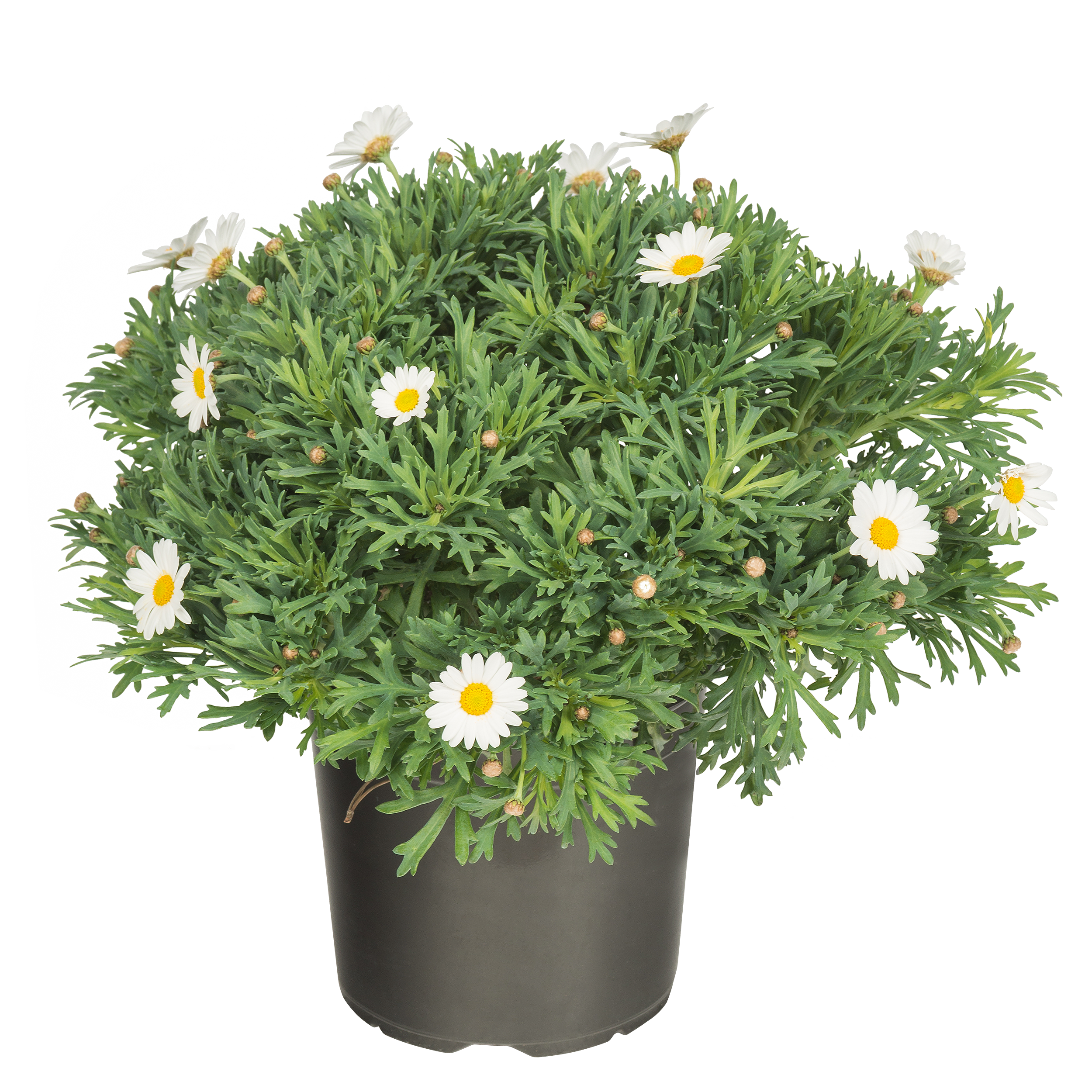 Margerytka Złocień krzewiasty kula 40-50 cm