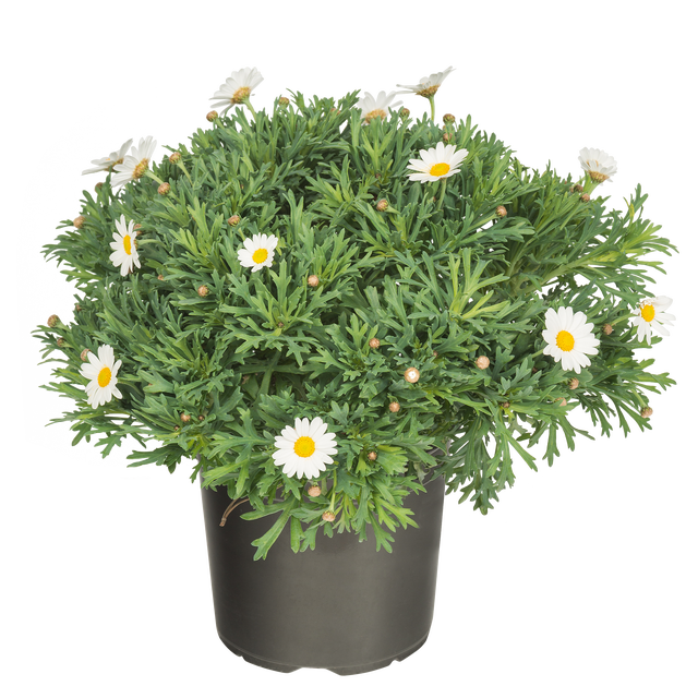 Margerytka Złocień krzewiasty kula 40-50 cm