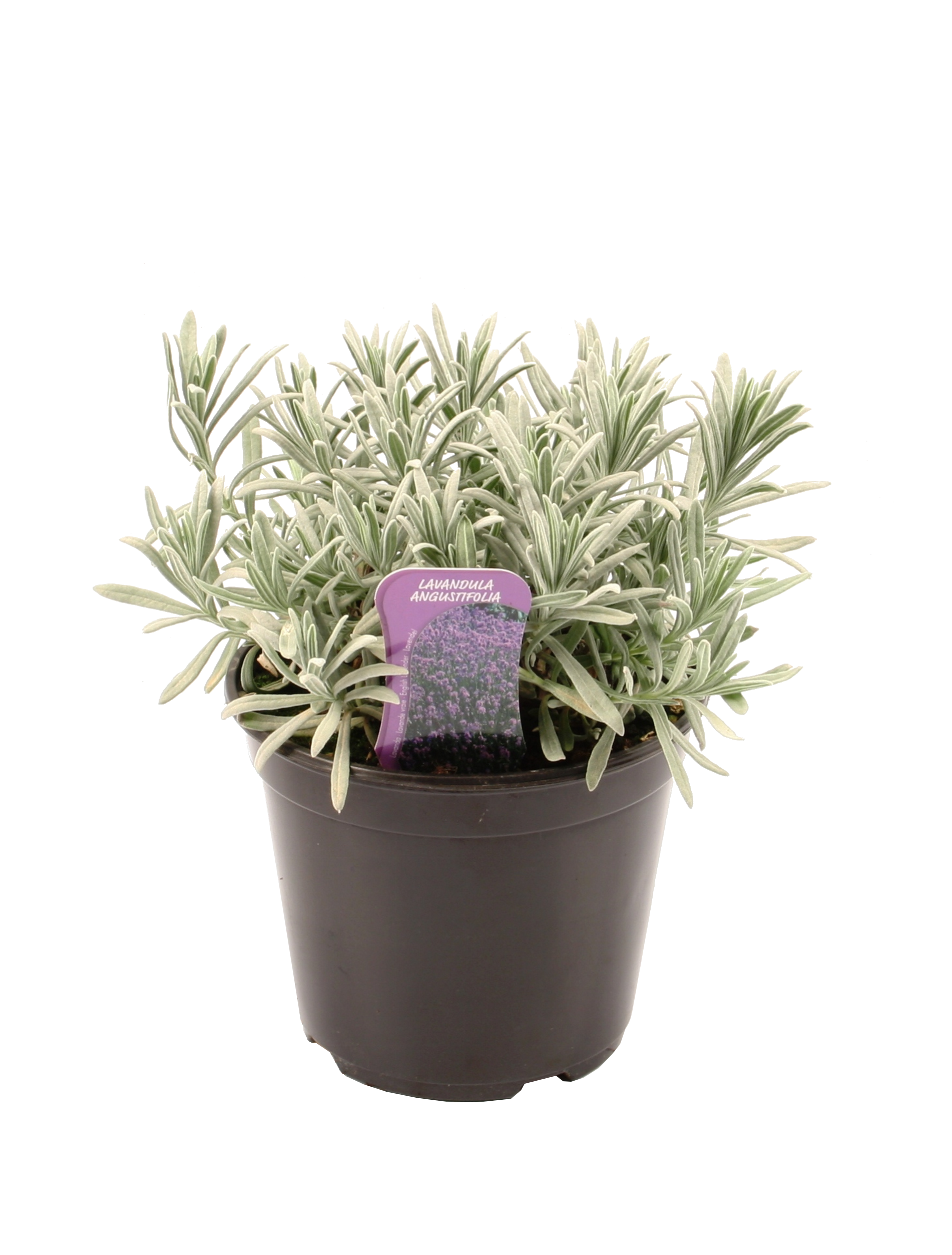 Zioła mix 10-25 cm - 9