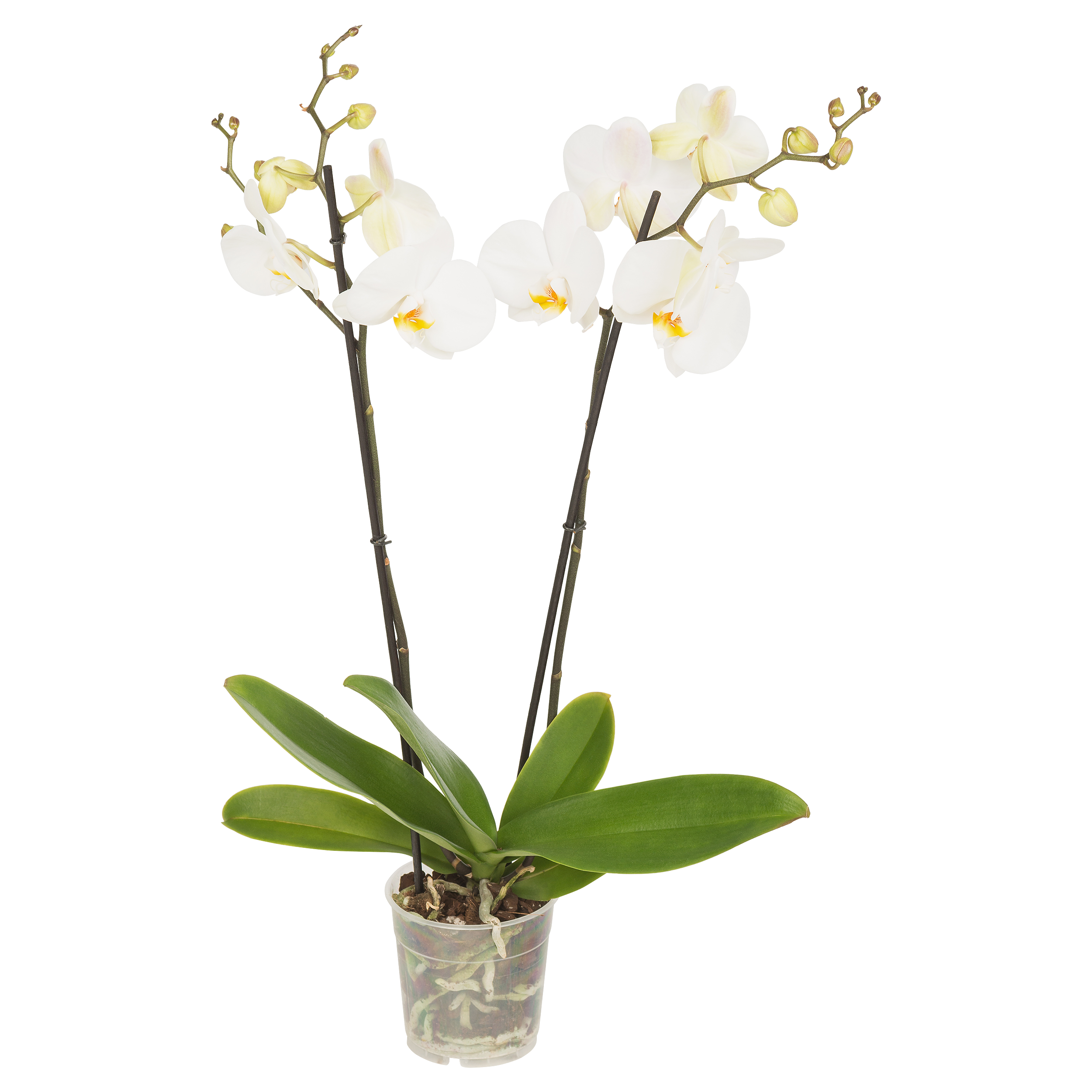 Storczyk Falenopsis mix 50-70cm 2 pędy