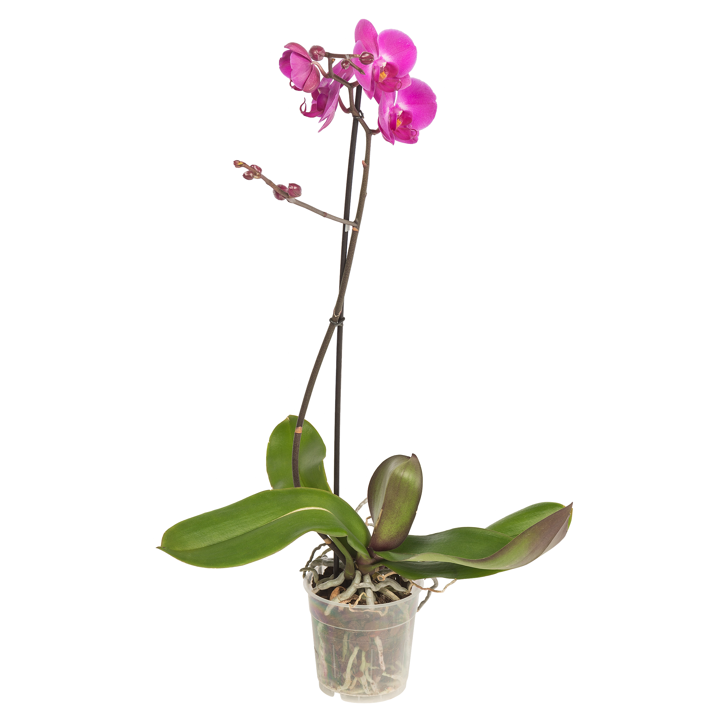 Storczyk Falenopsis mix 50-70cm 1 pęd