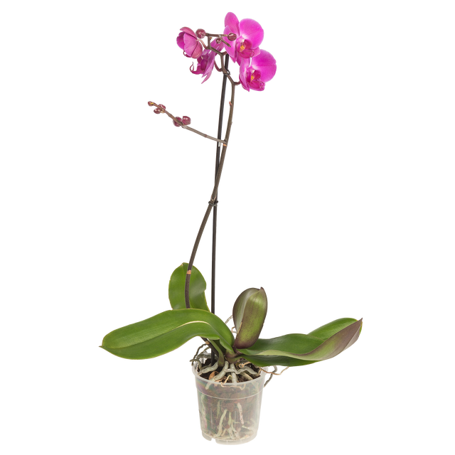 Storczyk Falenopsis mix 50-70cm 1 pęd