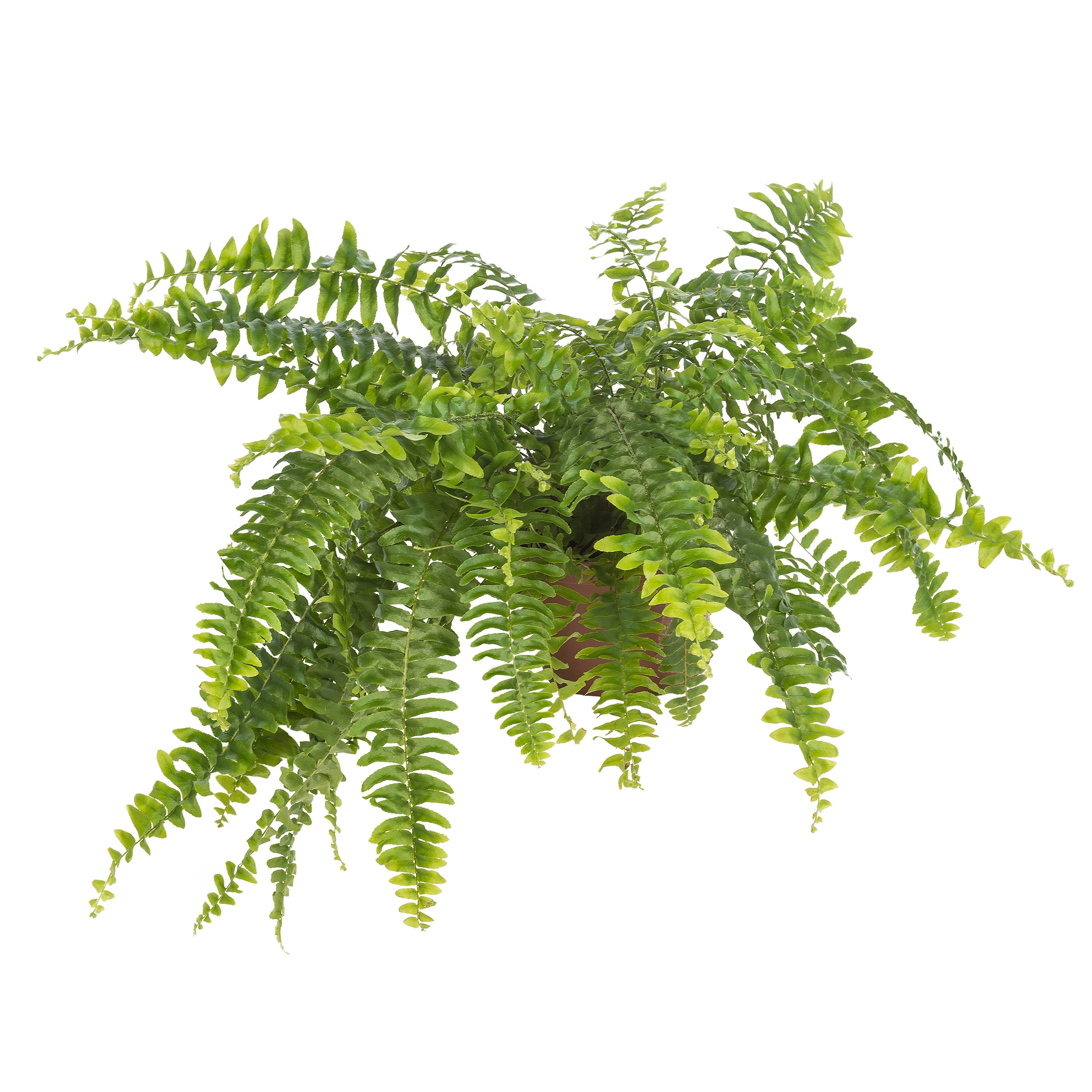 Nefrolepis wyniosły Paprotka 30 cm