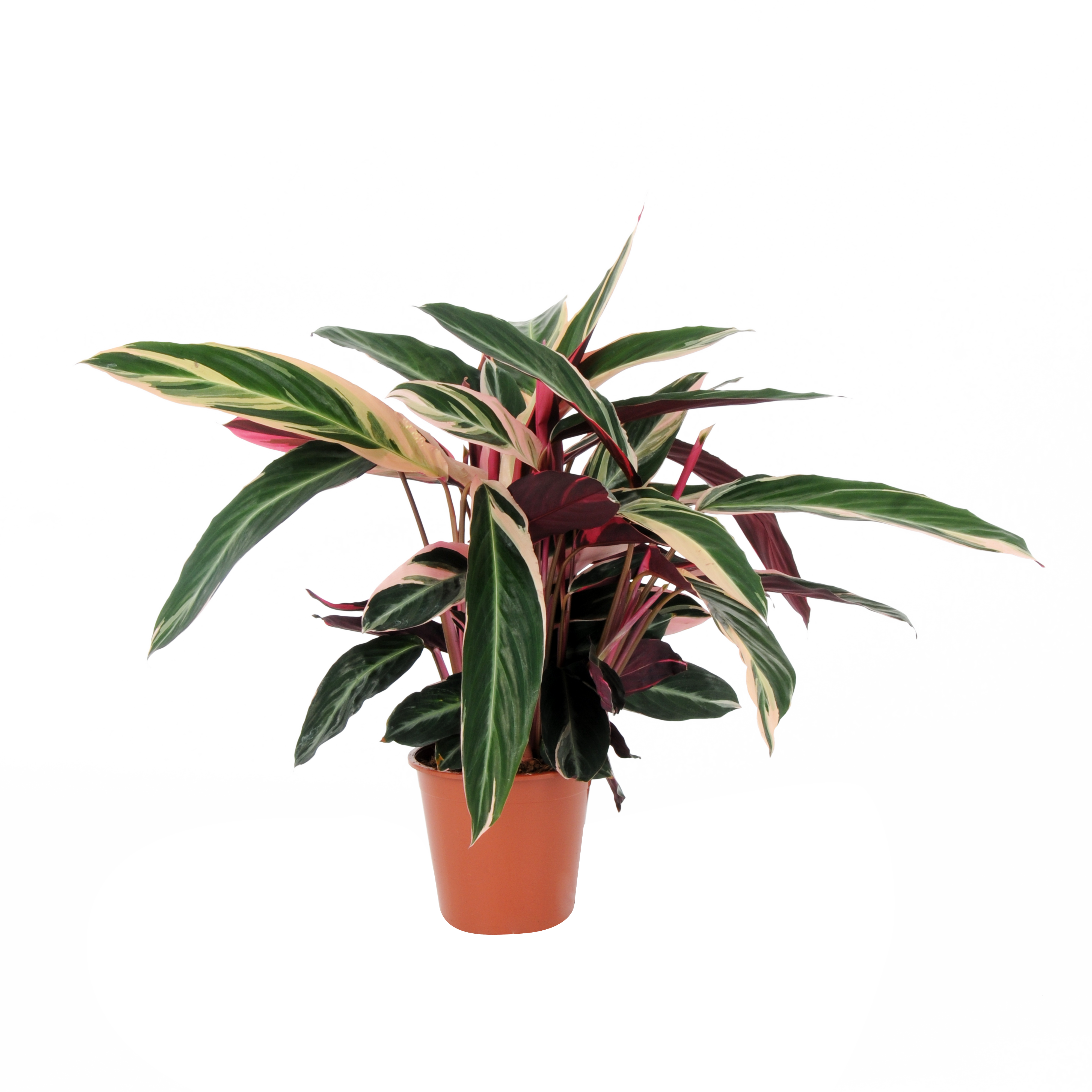 Kalatea Ostrzeszyn mix 70 cm