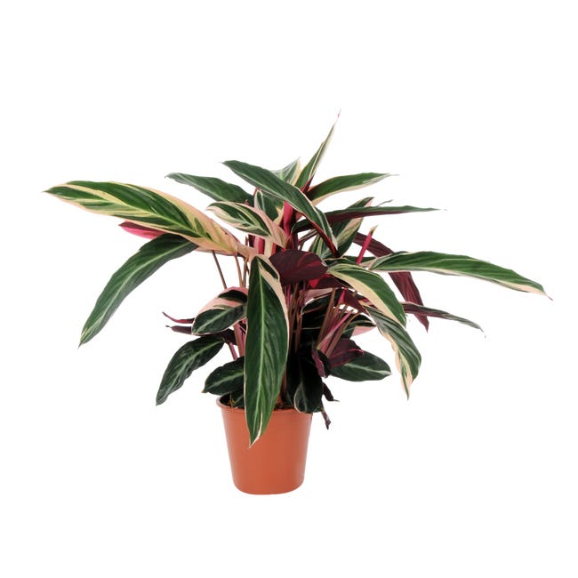 CALATHEA MIX ASP 70CM P17 HAM