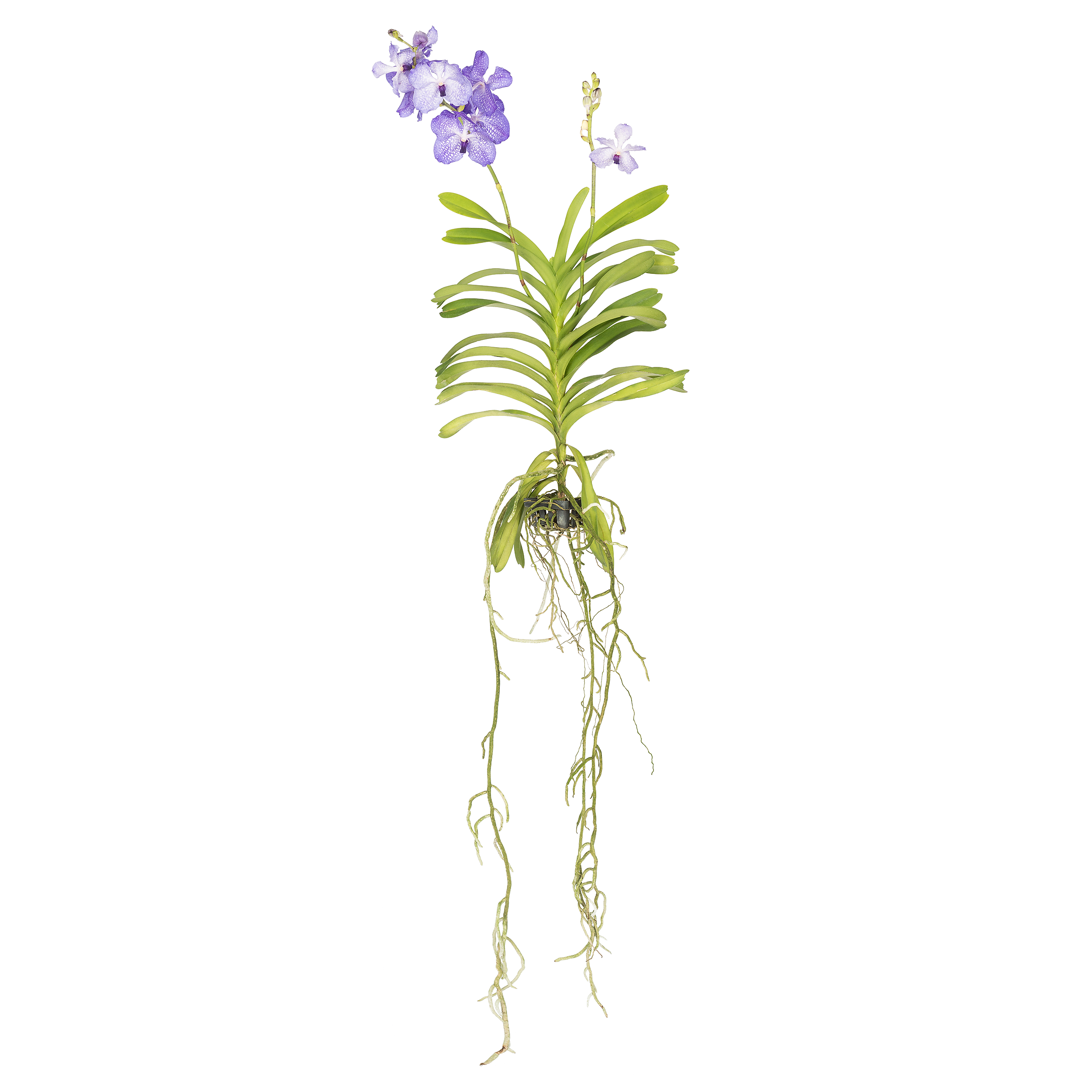 Storczyk Vanda mix 70-90cm