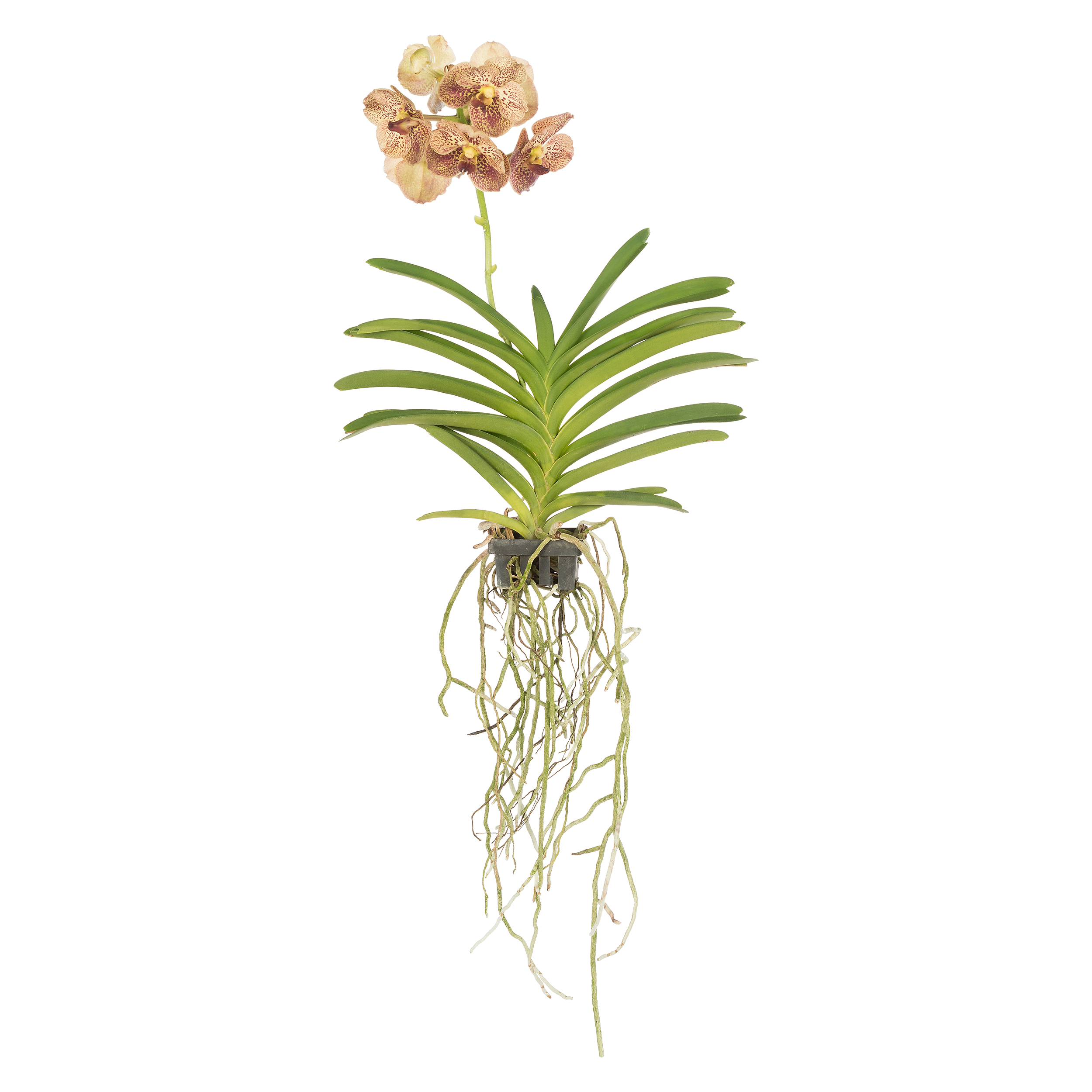 Storczyk Vanda mix 40-60cm