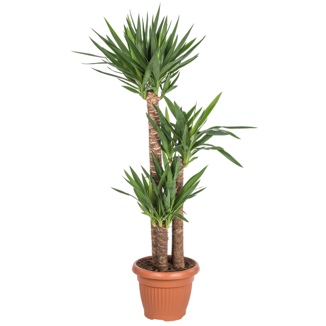 Juka 130 cm