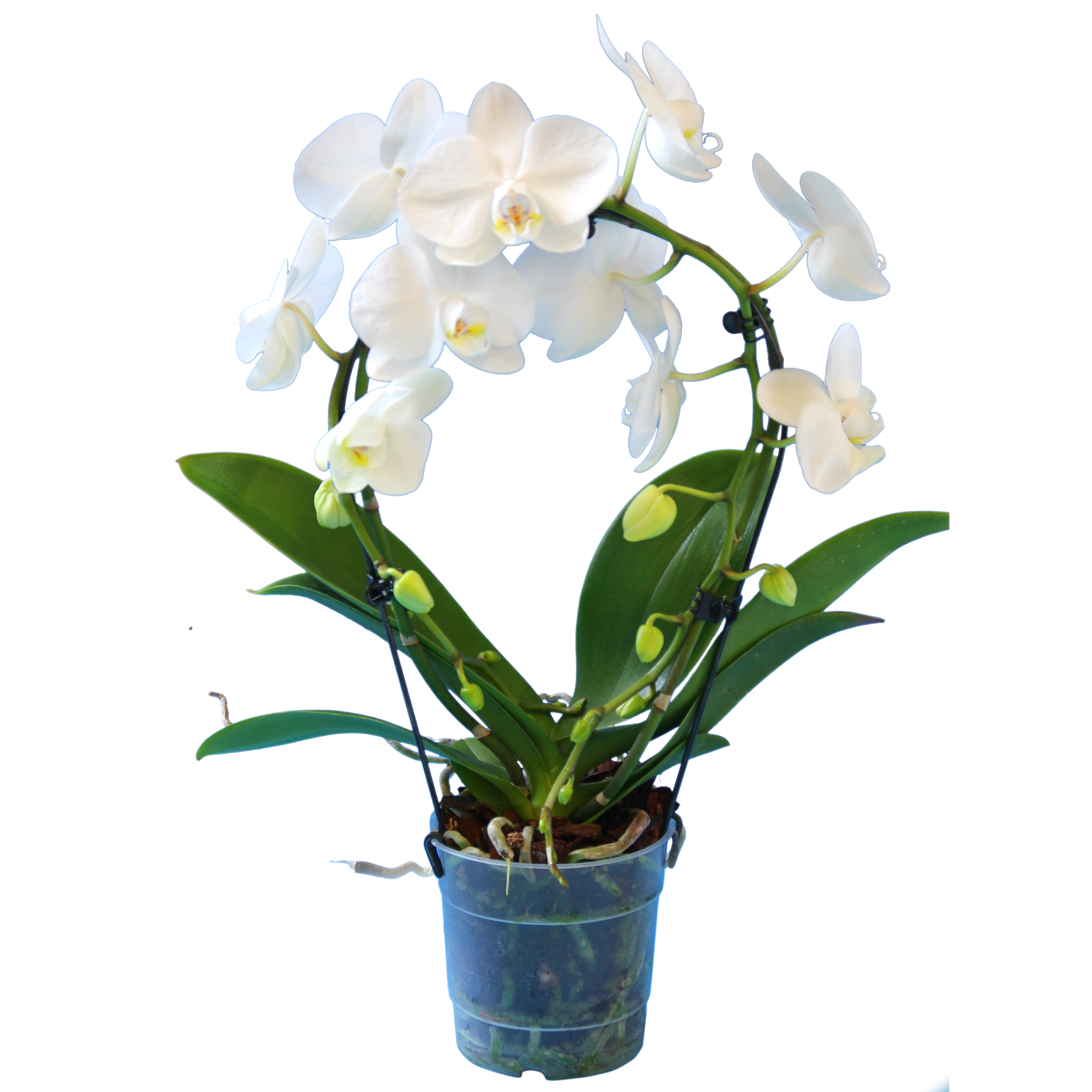 Storczyk Falenopsis Koło mix 55cm 2 pędy