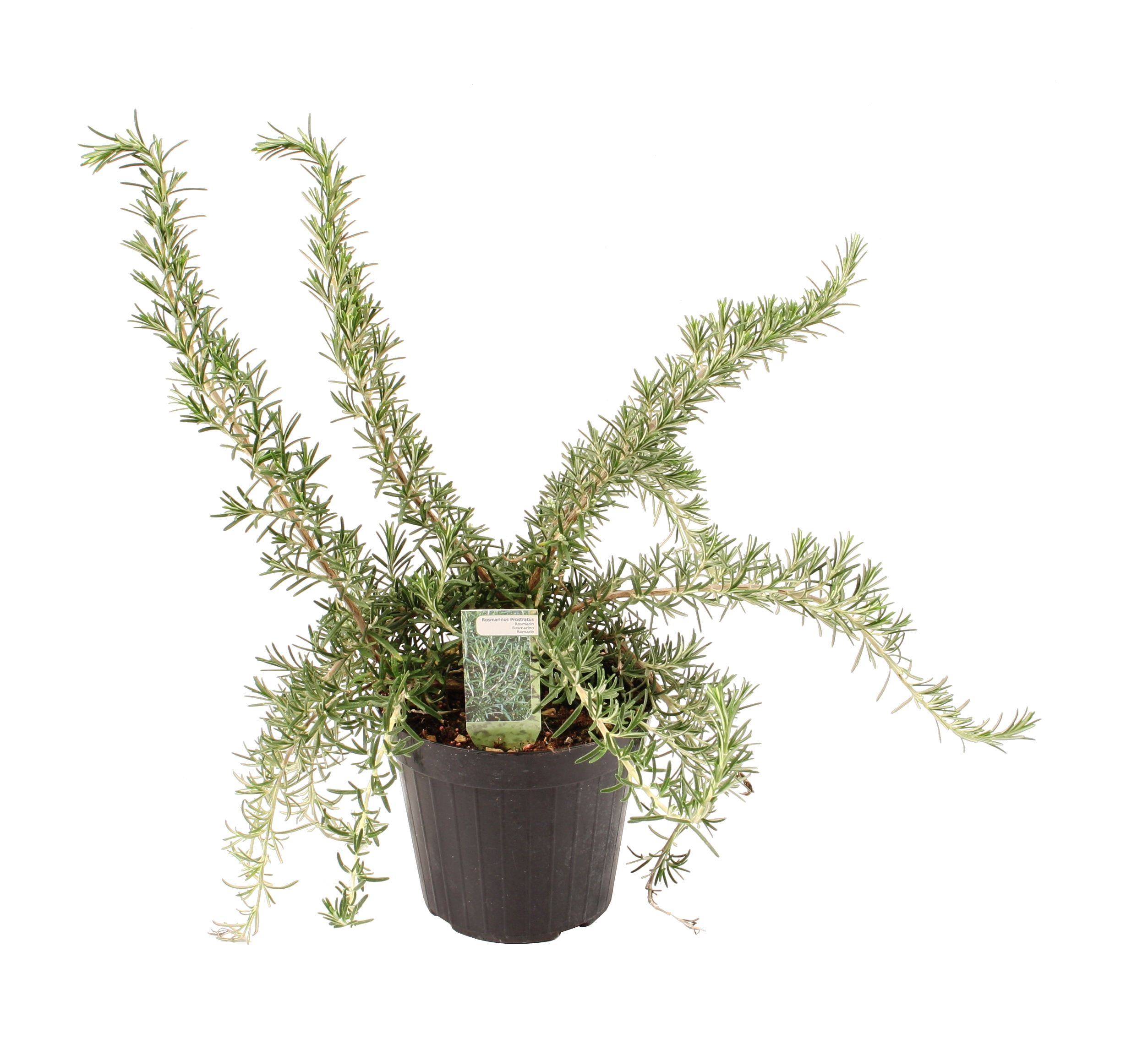 Zioła mix 10-25 cm - 4