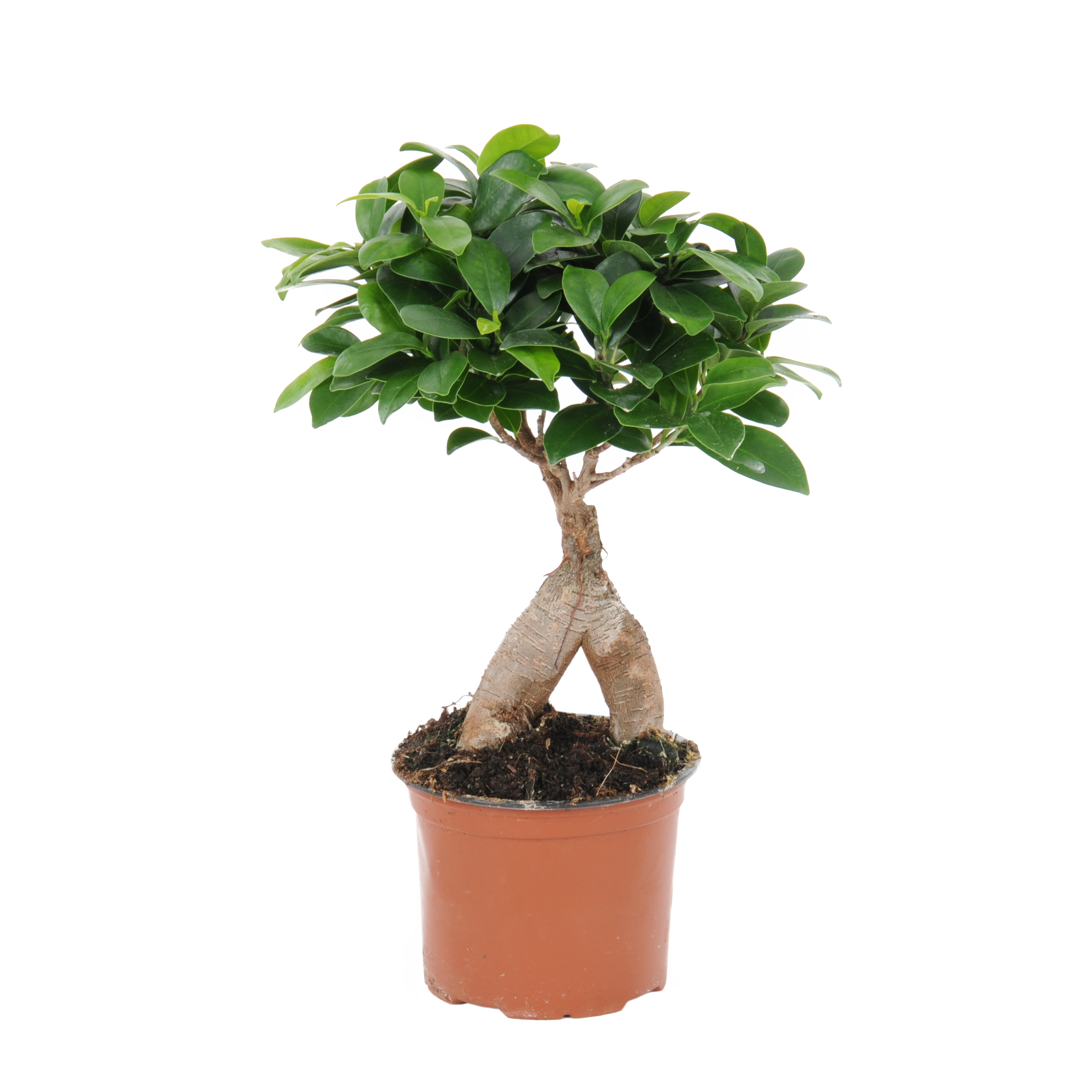 Bonsai Ficus Ginseng 35 cm