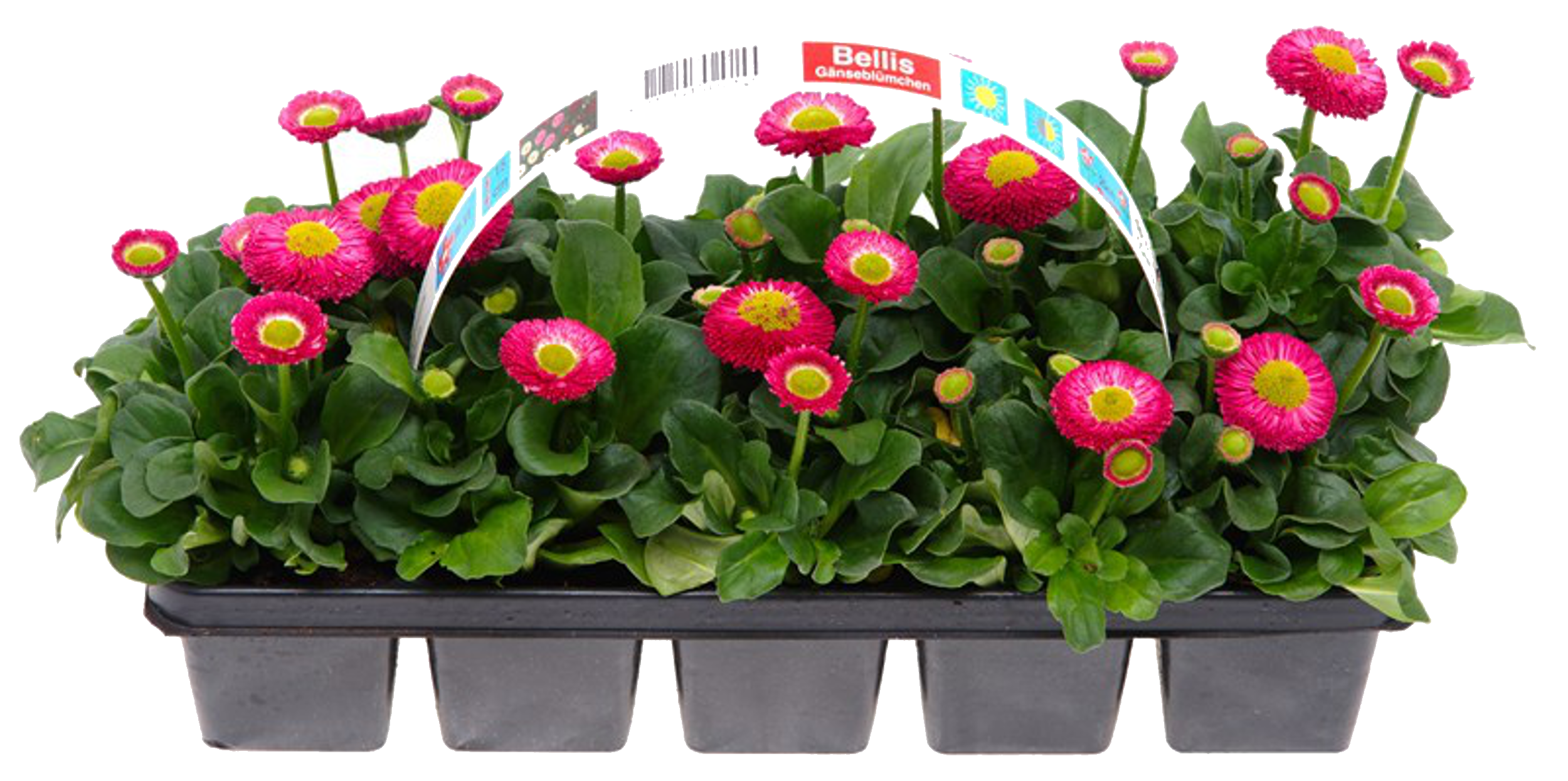 Stokrotka mix 10-pak 10-15 cm
