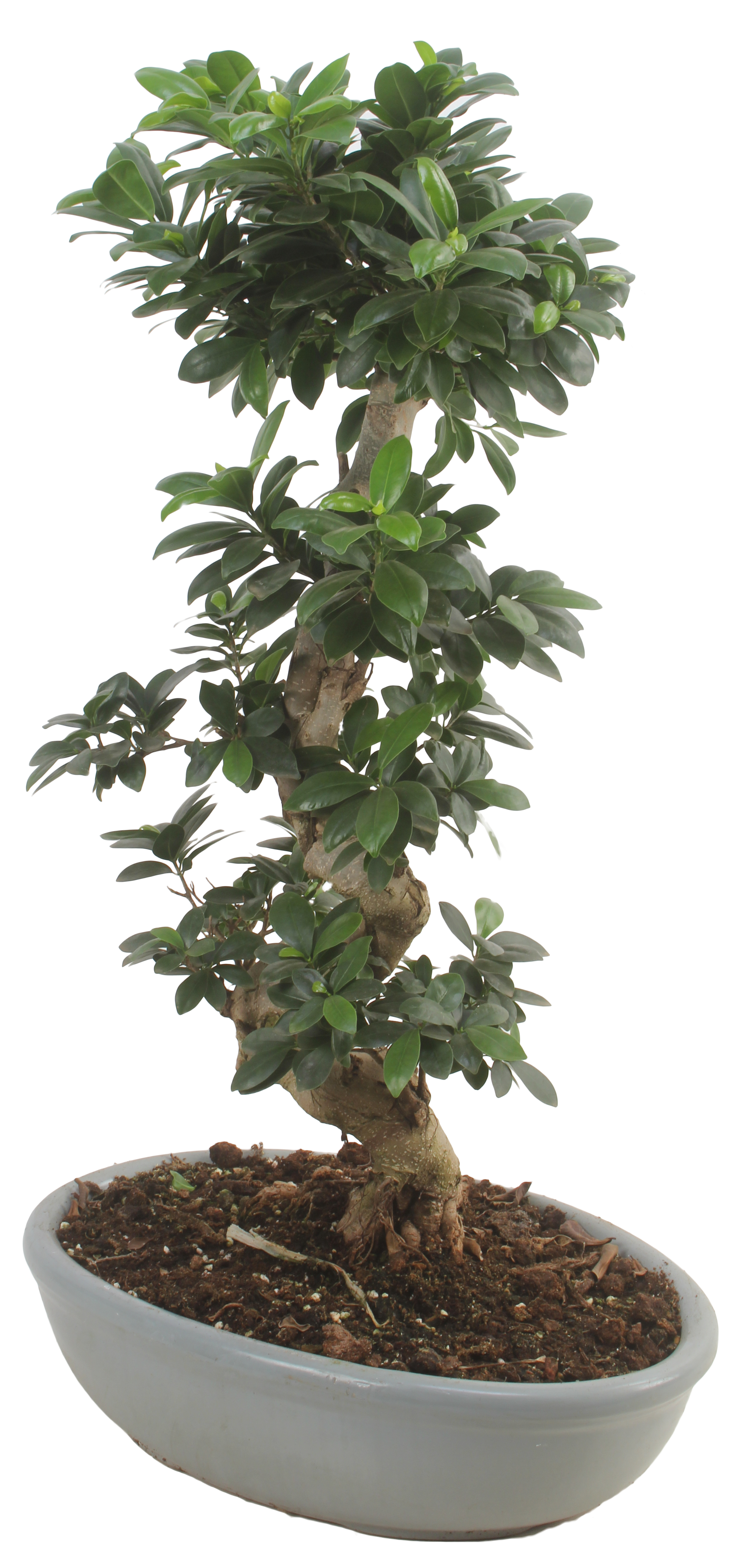 Bonsai Ficus Ginseng 110-120 cm