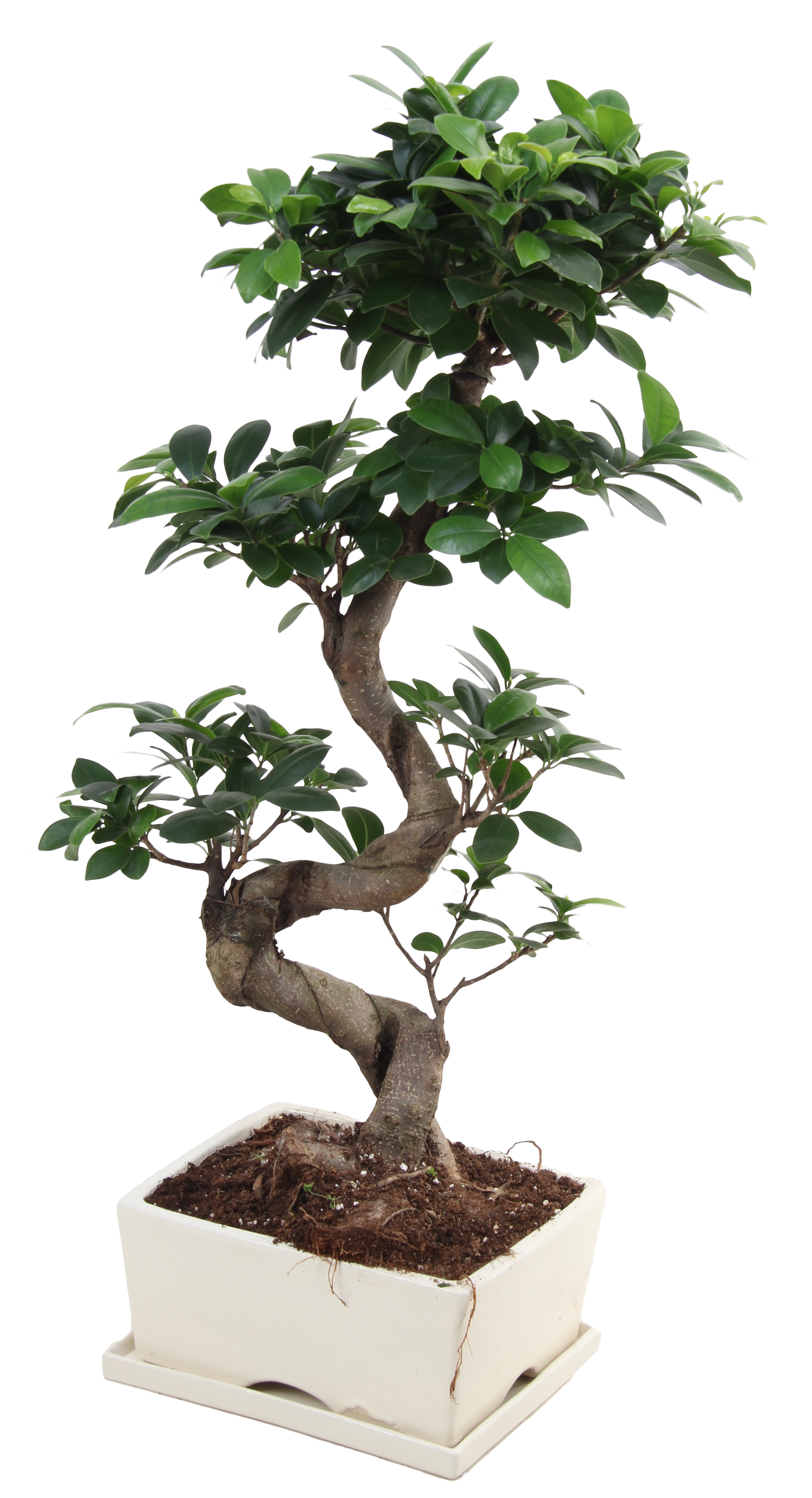 Bonsai Ficus Ginseng 60 cm - Leroy Merlin