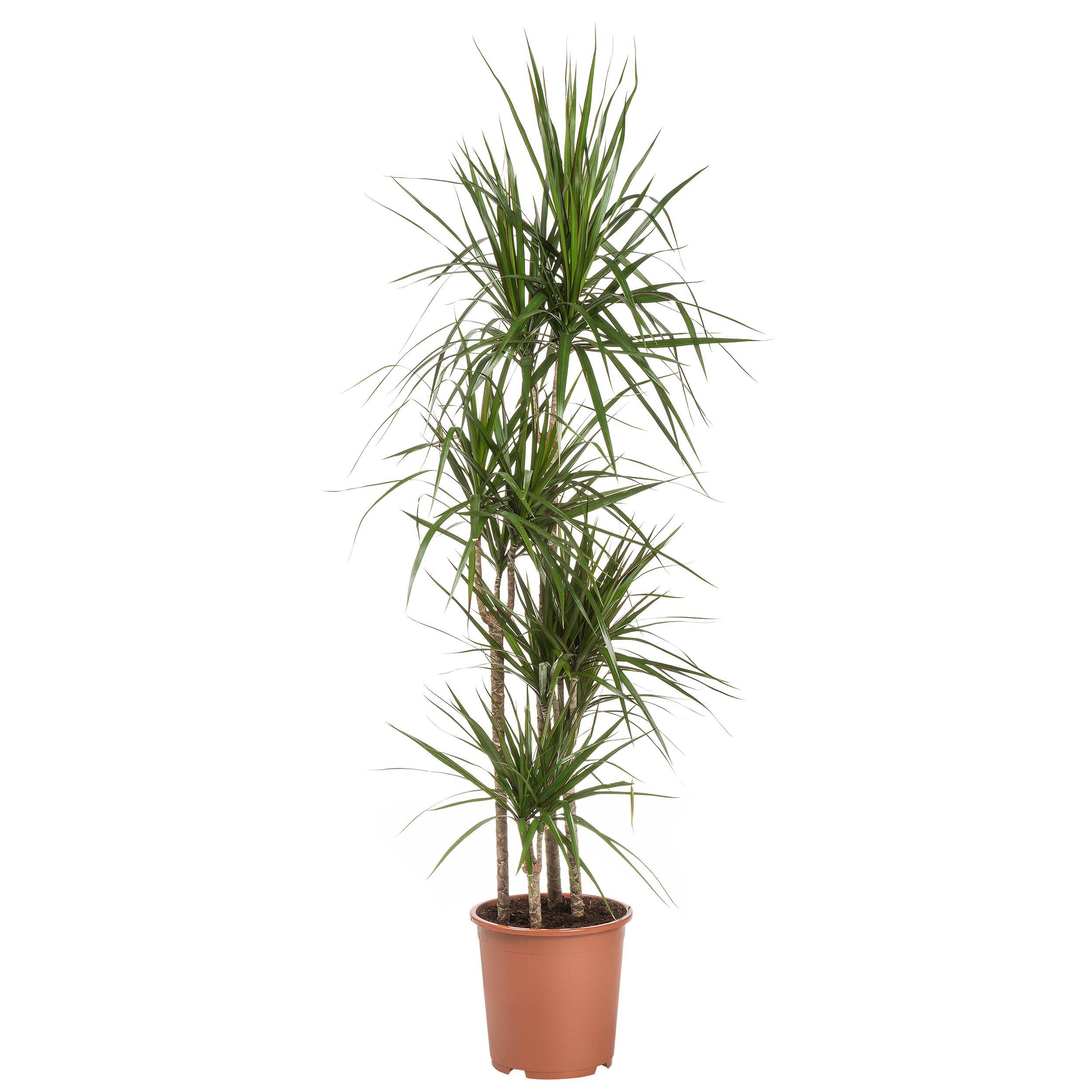 Dracena obrzeżona 150 cm