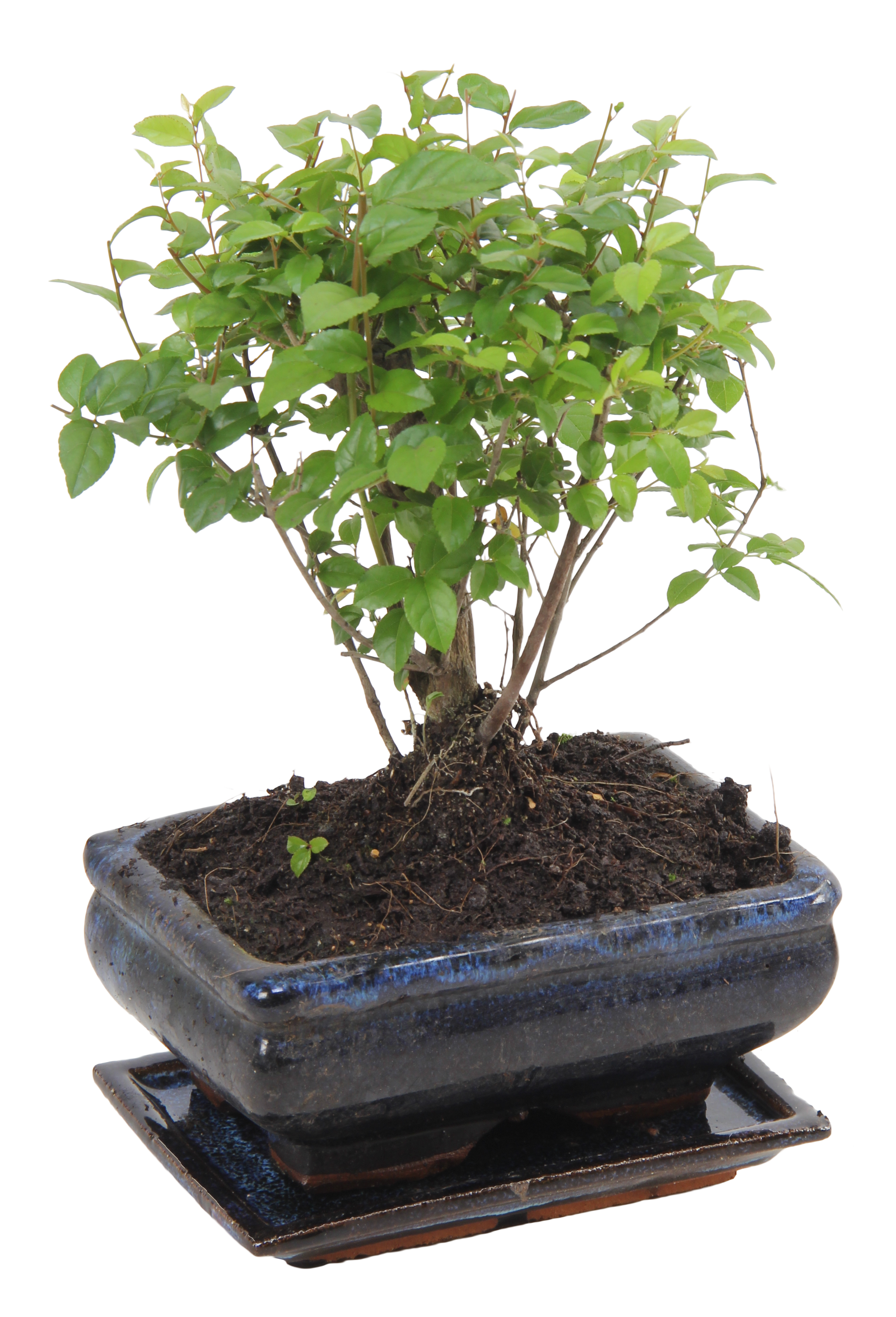 Bonsai mix 25 cm