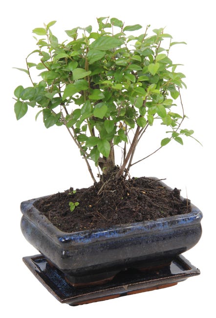 Bonsai mix 25 cm 45485405