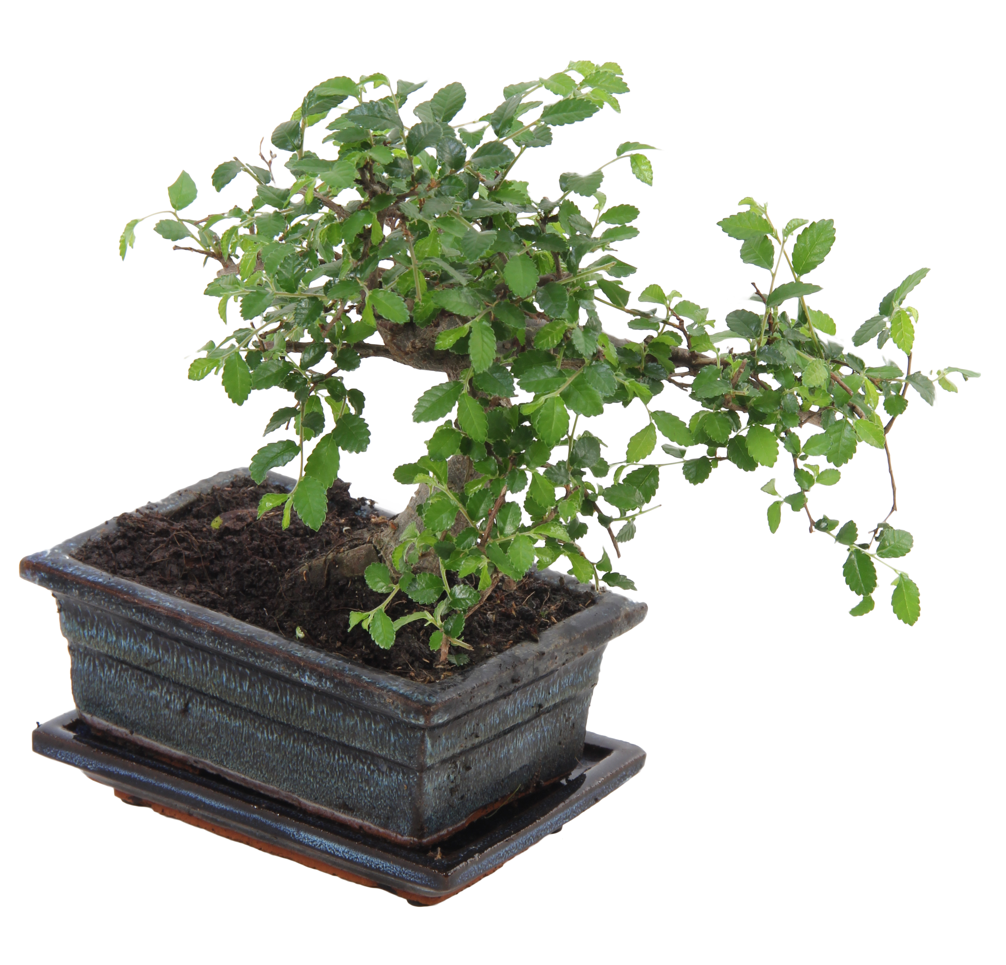 Bonsai mix 30 cm