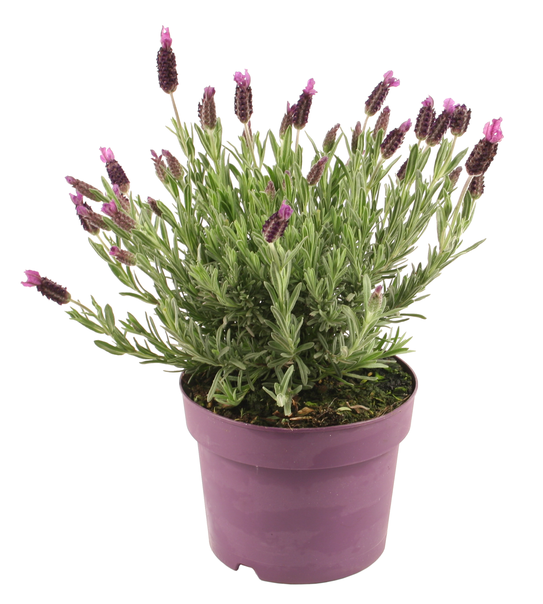 Lawenda francuska Stoechas 25-35 cm