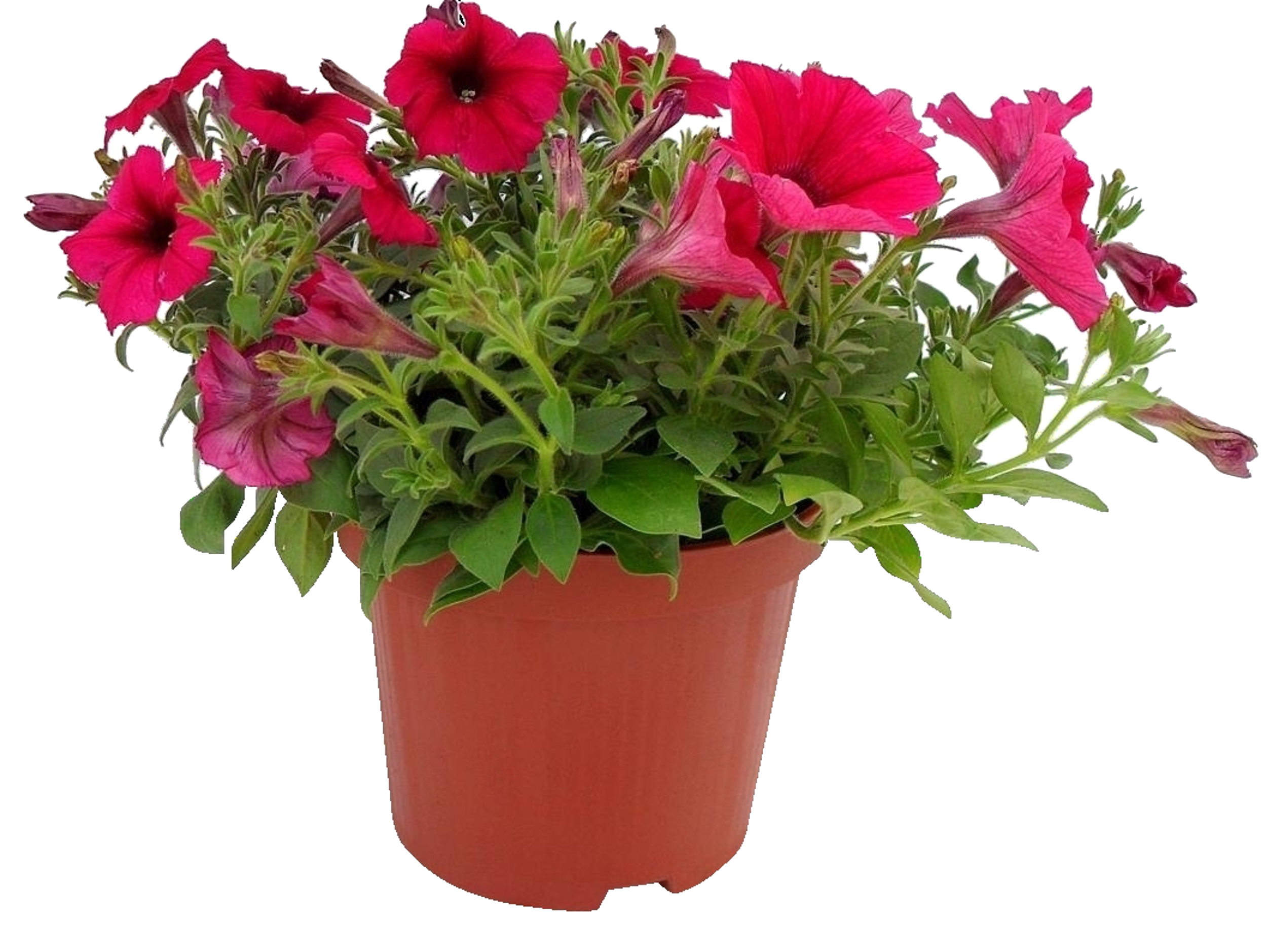 Surfinia mix 15-20 cm