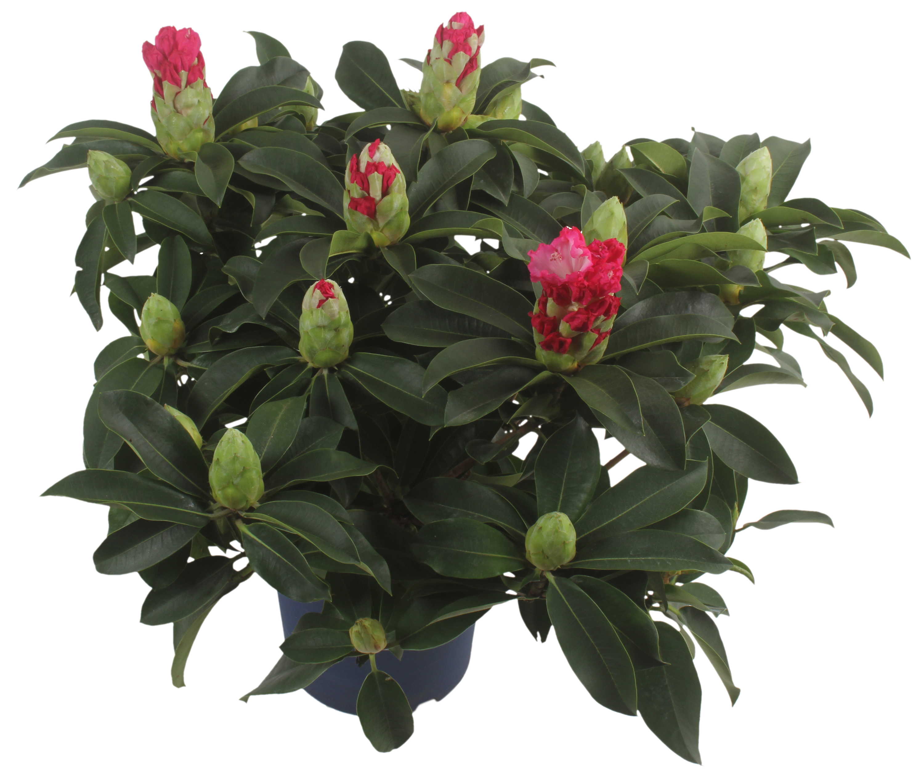 Rododendron Azalia Różanecznik xxl mix 50-60 cm