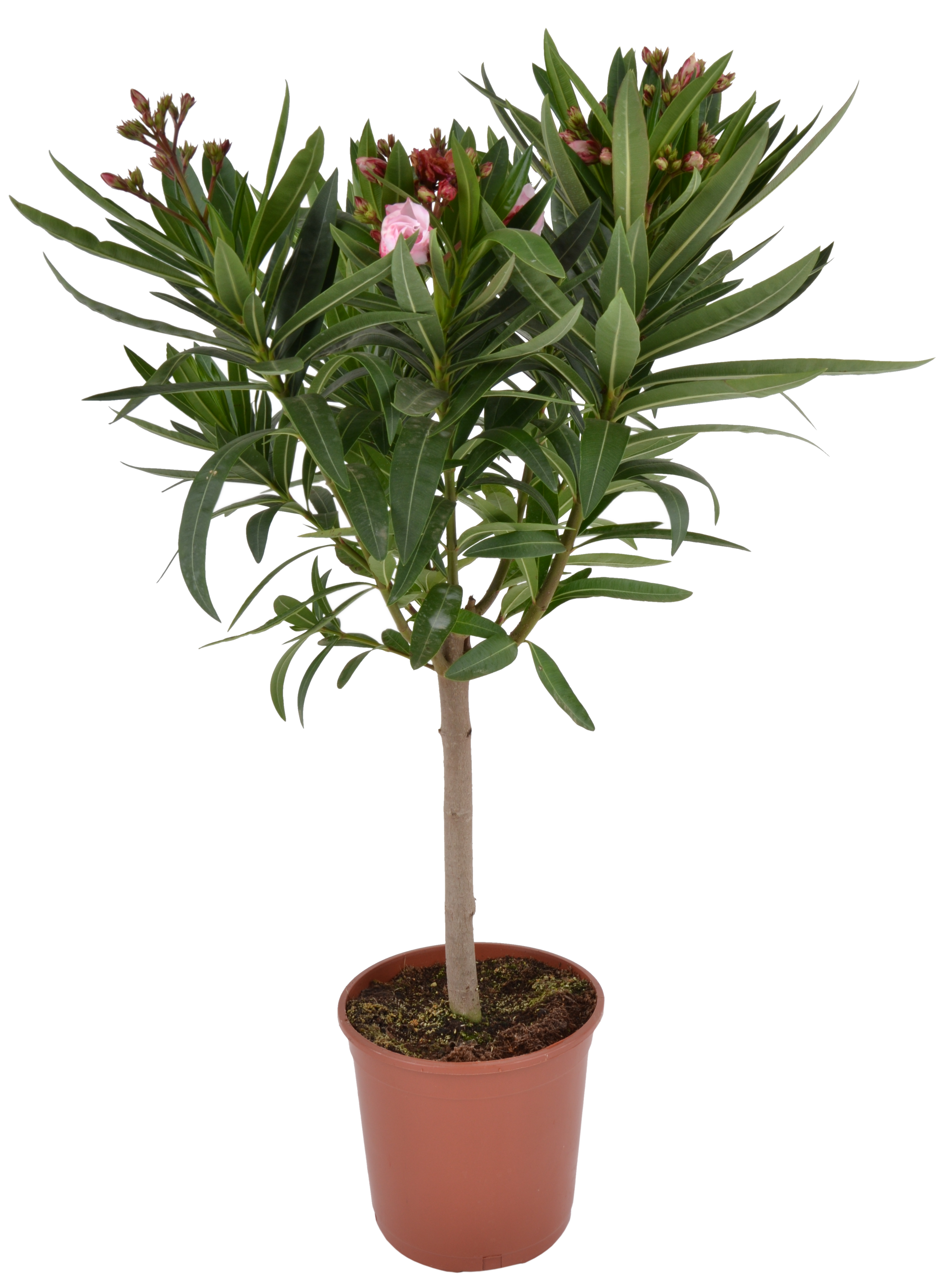Oleander mix 90-100 cm