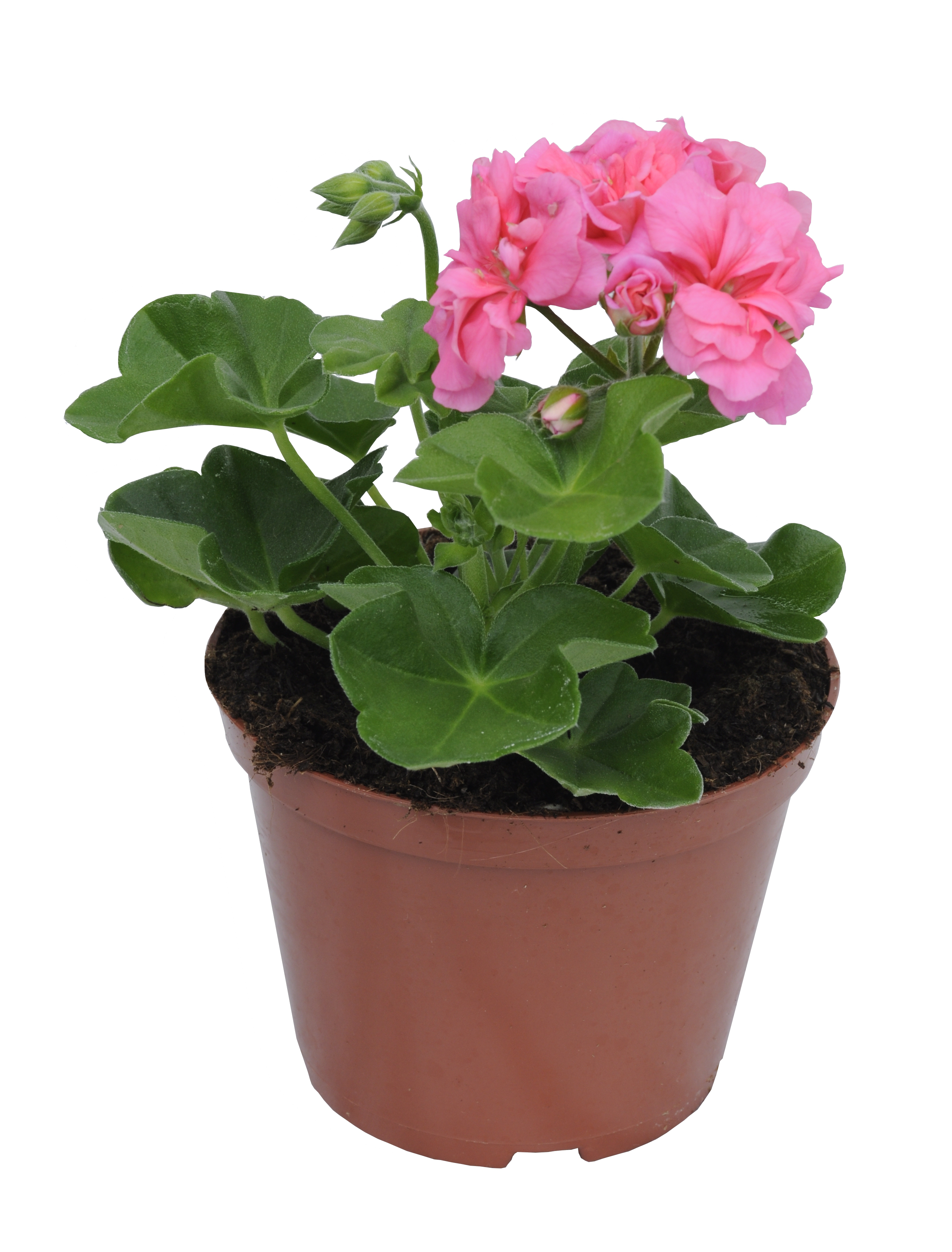 Pelargonia bluszczolistna mix 15 - 30 cm