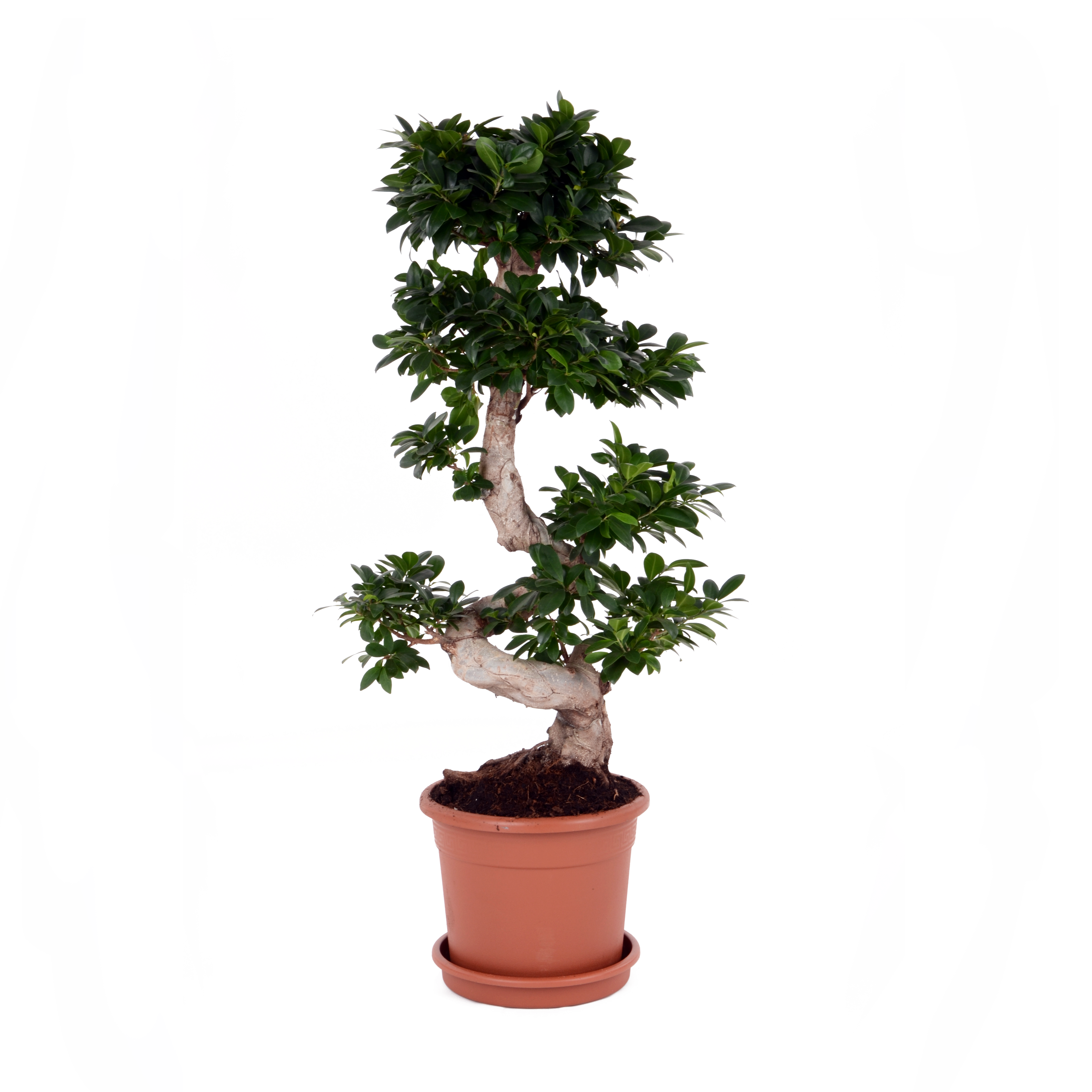 Bonsai Ficus Ginseng 90 cm