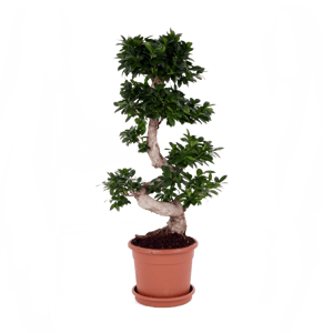 Bonsai Ficus Ginseng 90 cm - Leroy Merlin