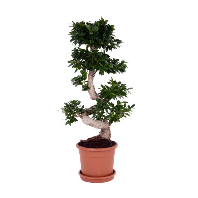 Bonsai ficus ginseng 90 cm 45306716