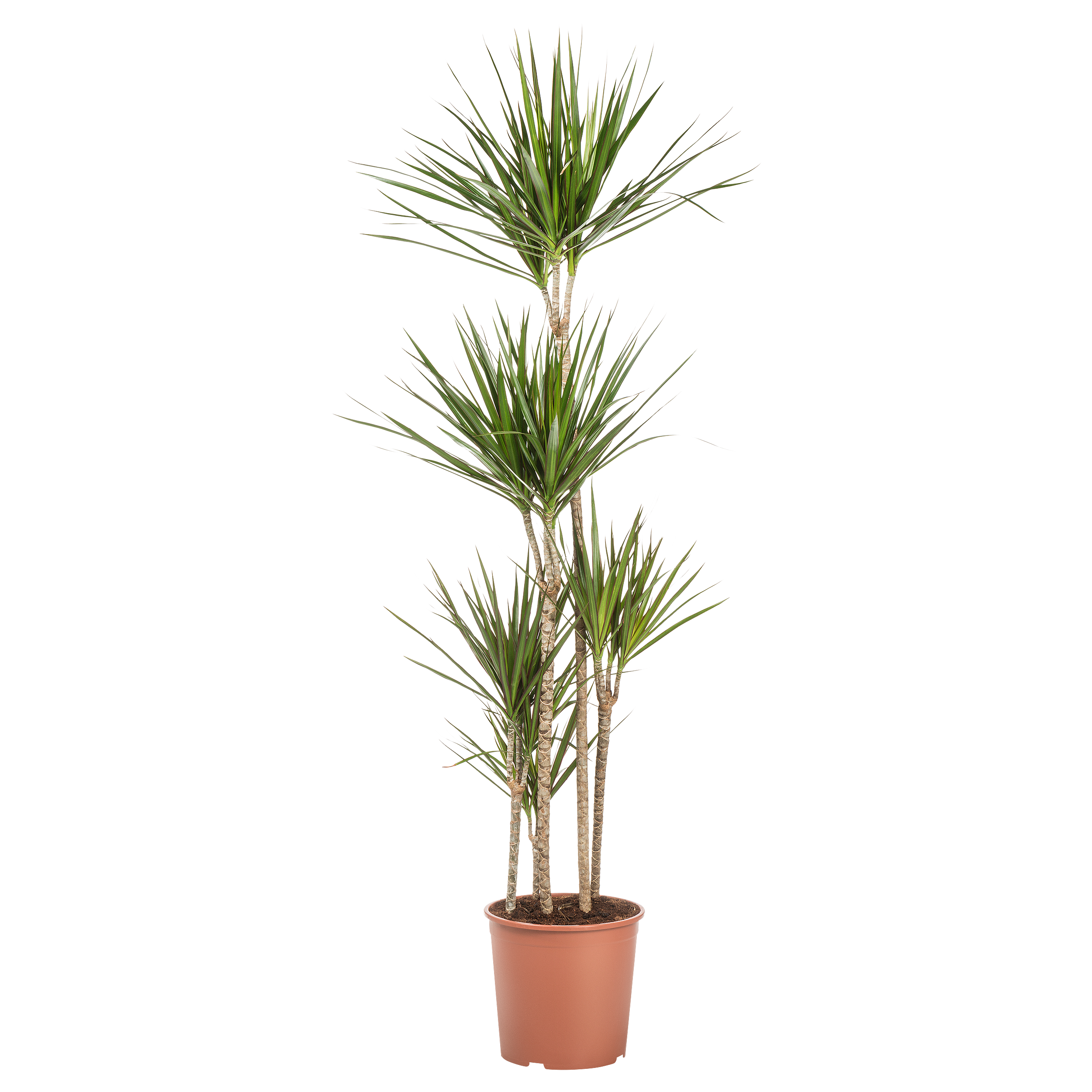Dracena obrzeżona 180 cm