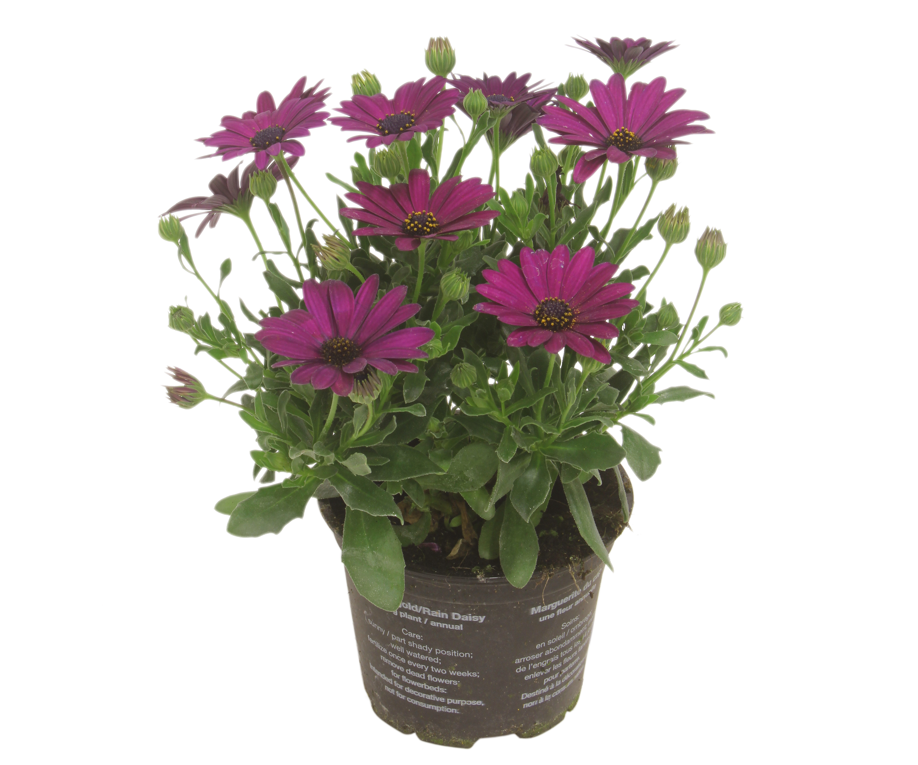 Osteospermum Stokrotka afrykańska mix 20-25 cm