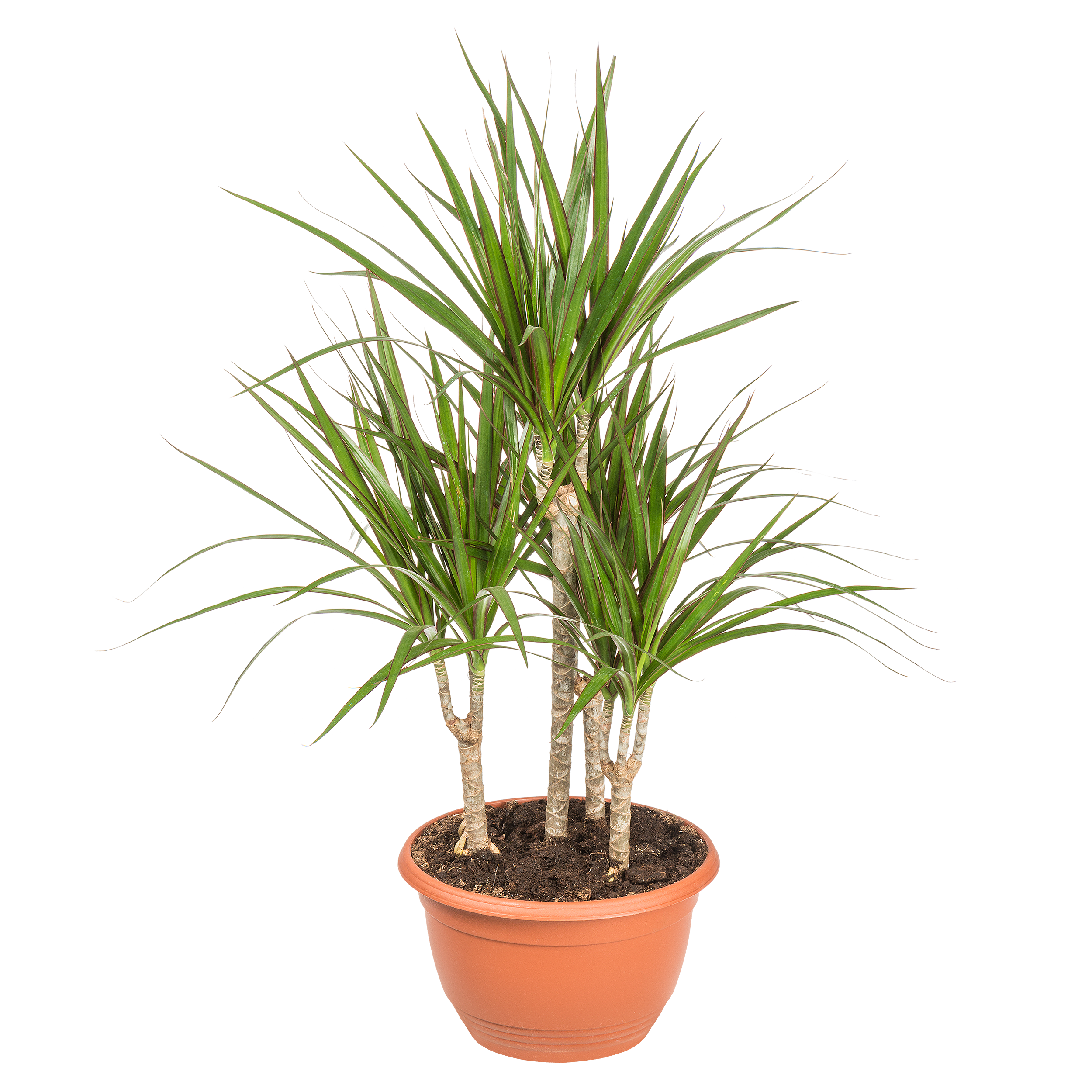 Dracena obrzeżona 80 cm