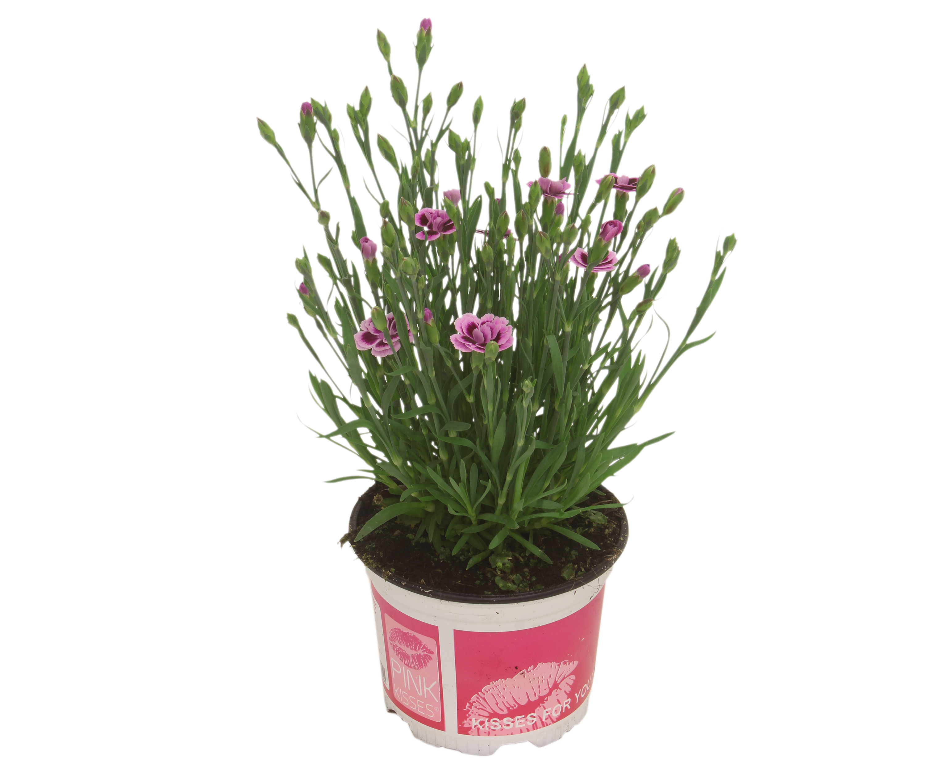 Goździk ogrodowy Pink Kisses 15-20 cm