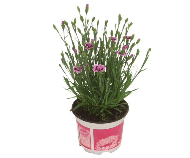Goździk ogrodowy Pink Kisses 15-20 cm
