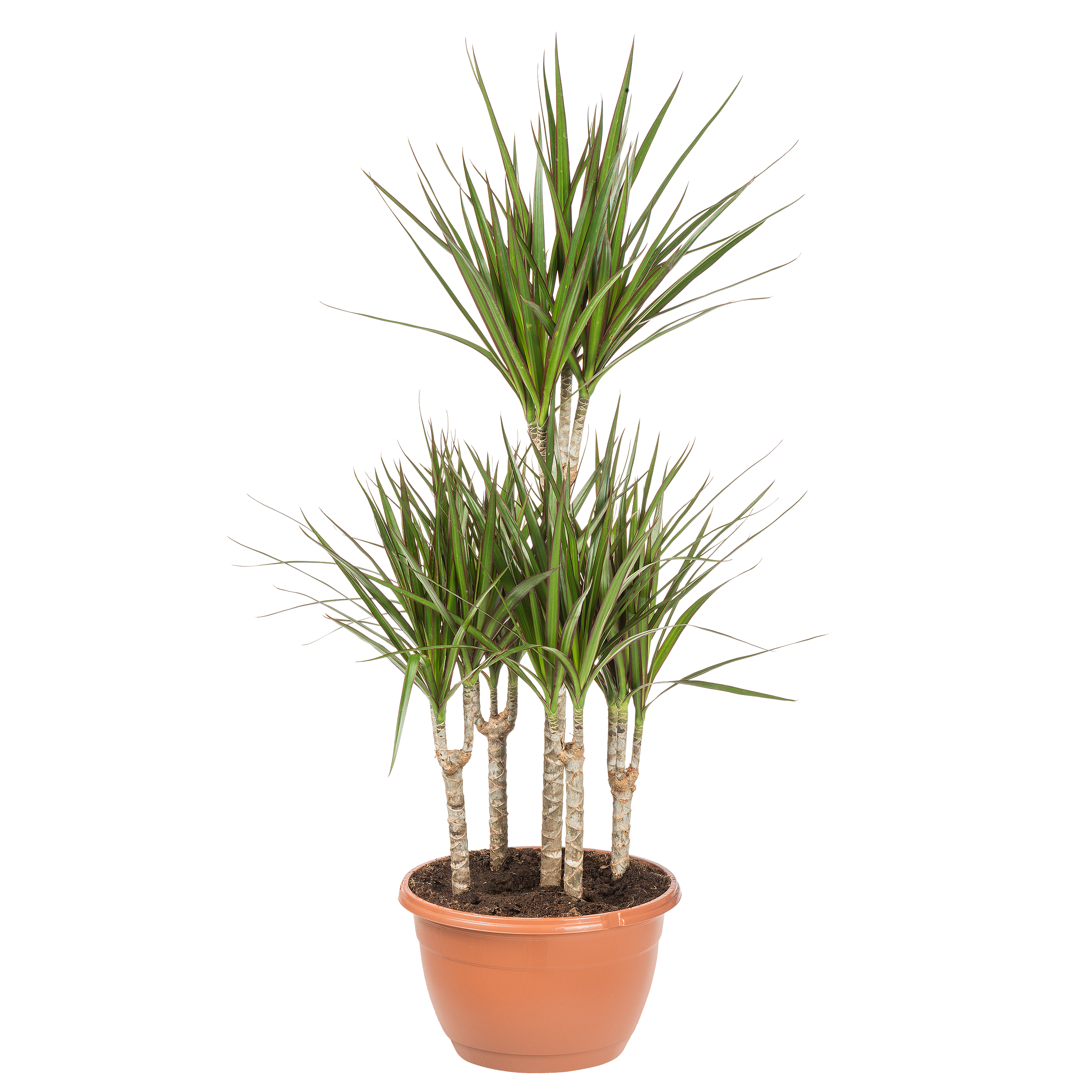 Dracena obrzeżona 100 cm