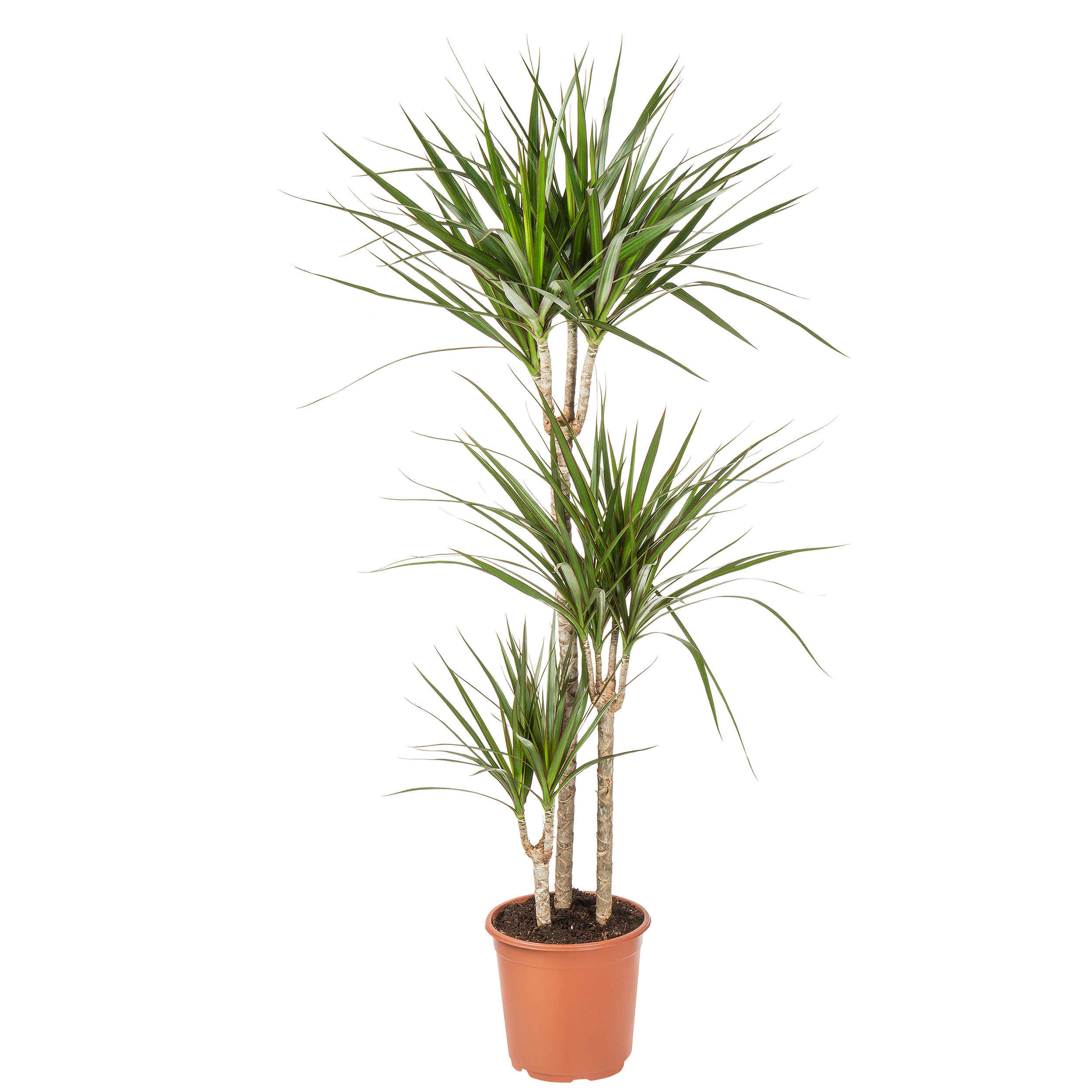 Dracena obrzeona 120 cm - Leroy Merlin