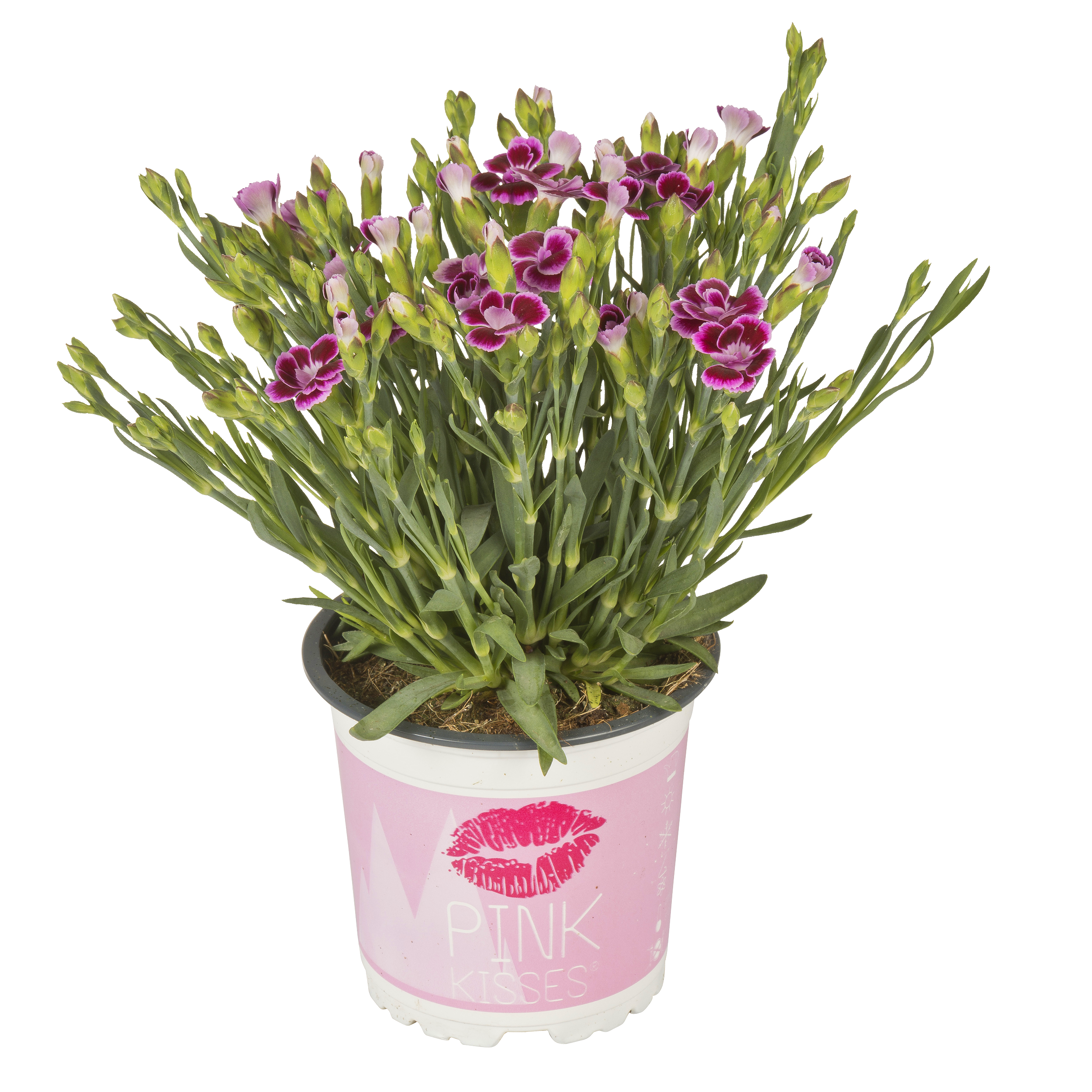 Goździk ogrodowy Pink Kisses mix 15 cm