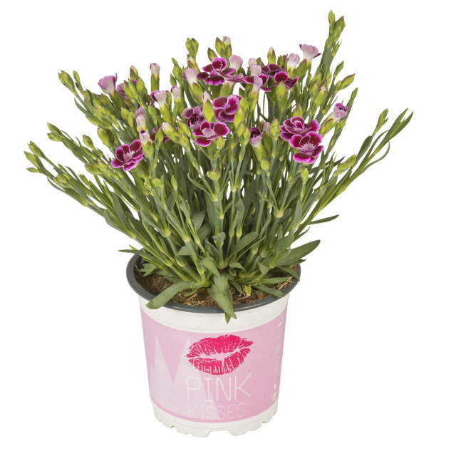 Goździk ogrodowy Pink Kisses mix 15 cm