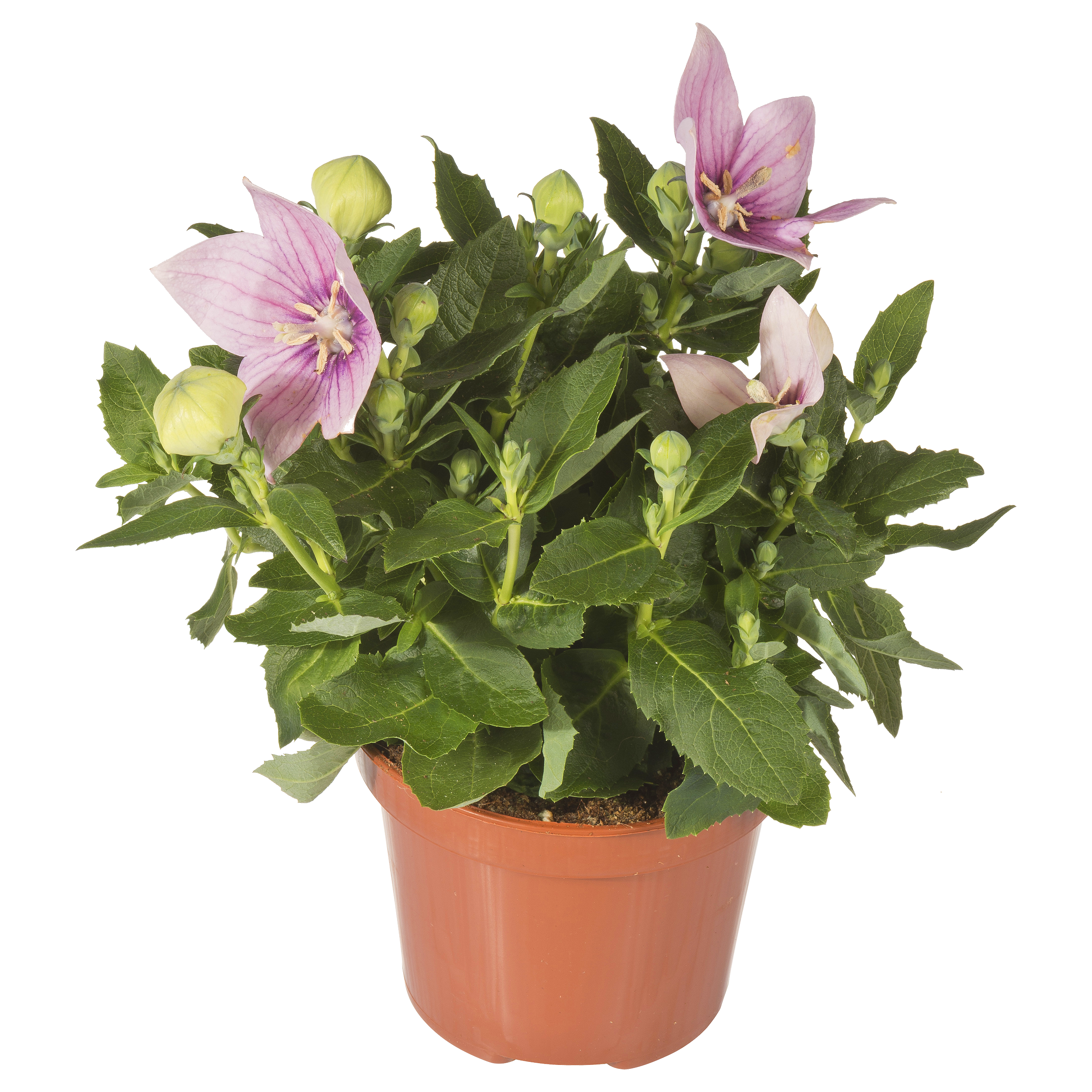 Platycodon Rozwar wielkokwiatowy mix 20 cm