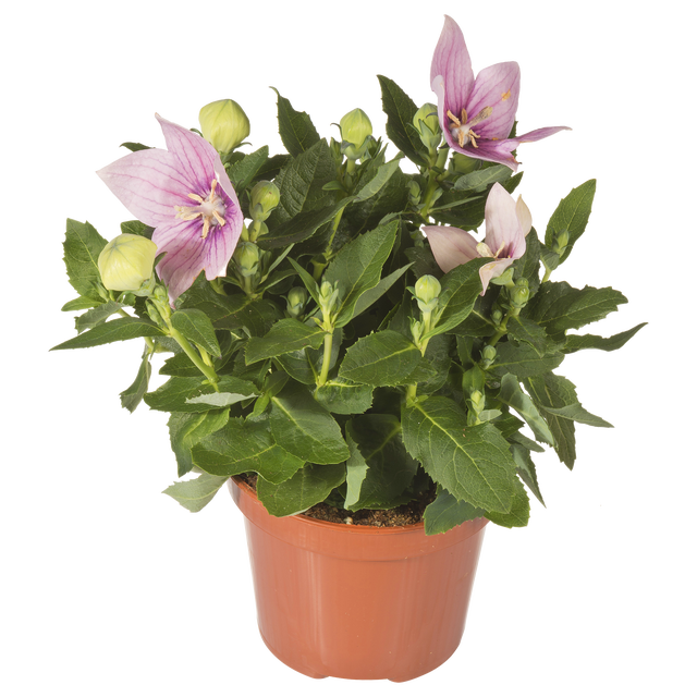 Platycodon Rozwar wielkokwiatowy mix 20 cm
