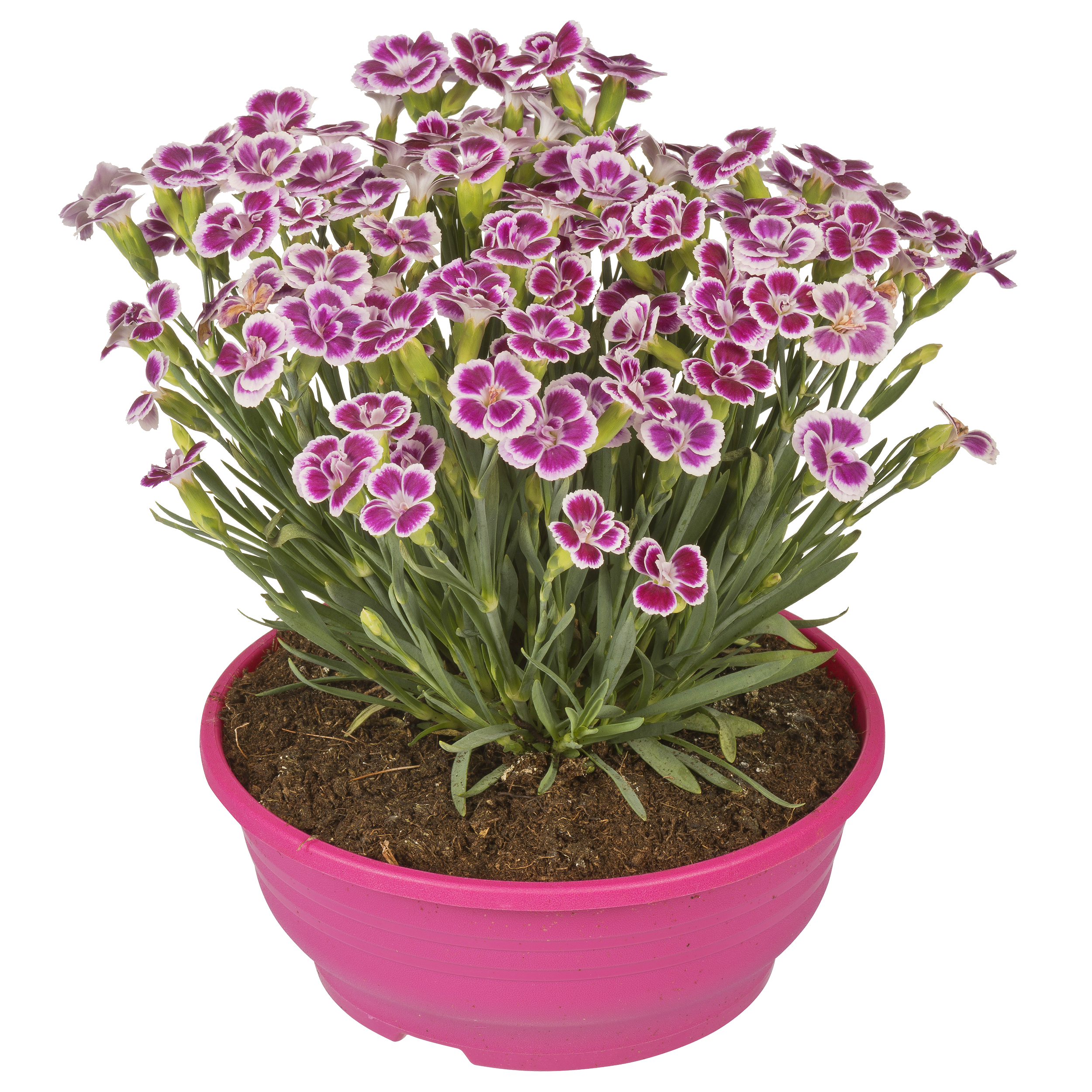 Goździk ogrodowy Pink Kisses 25 cm