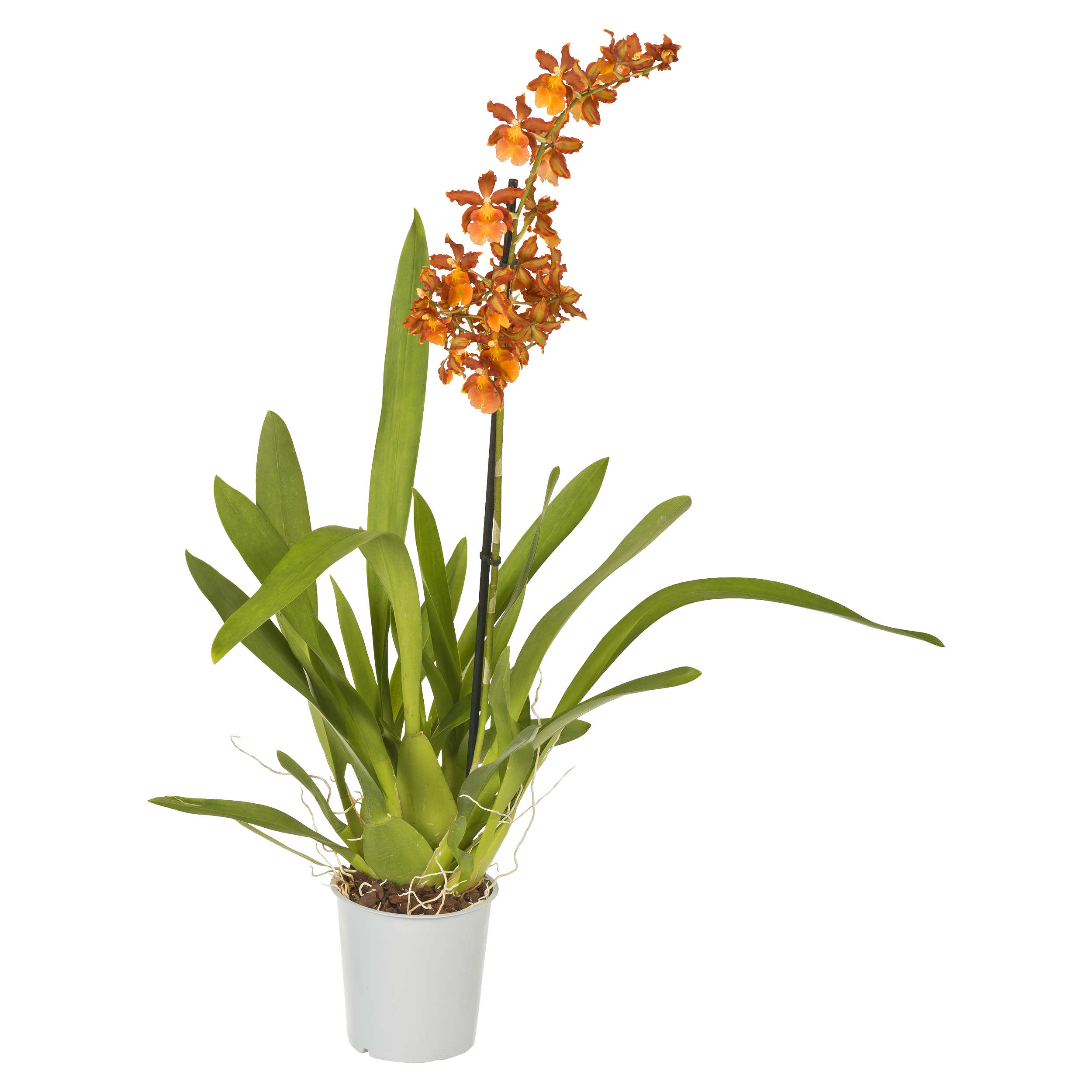 Storyczyk Orchidea mix 50-70cm 1 pęd