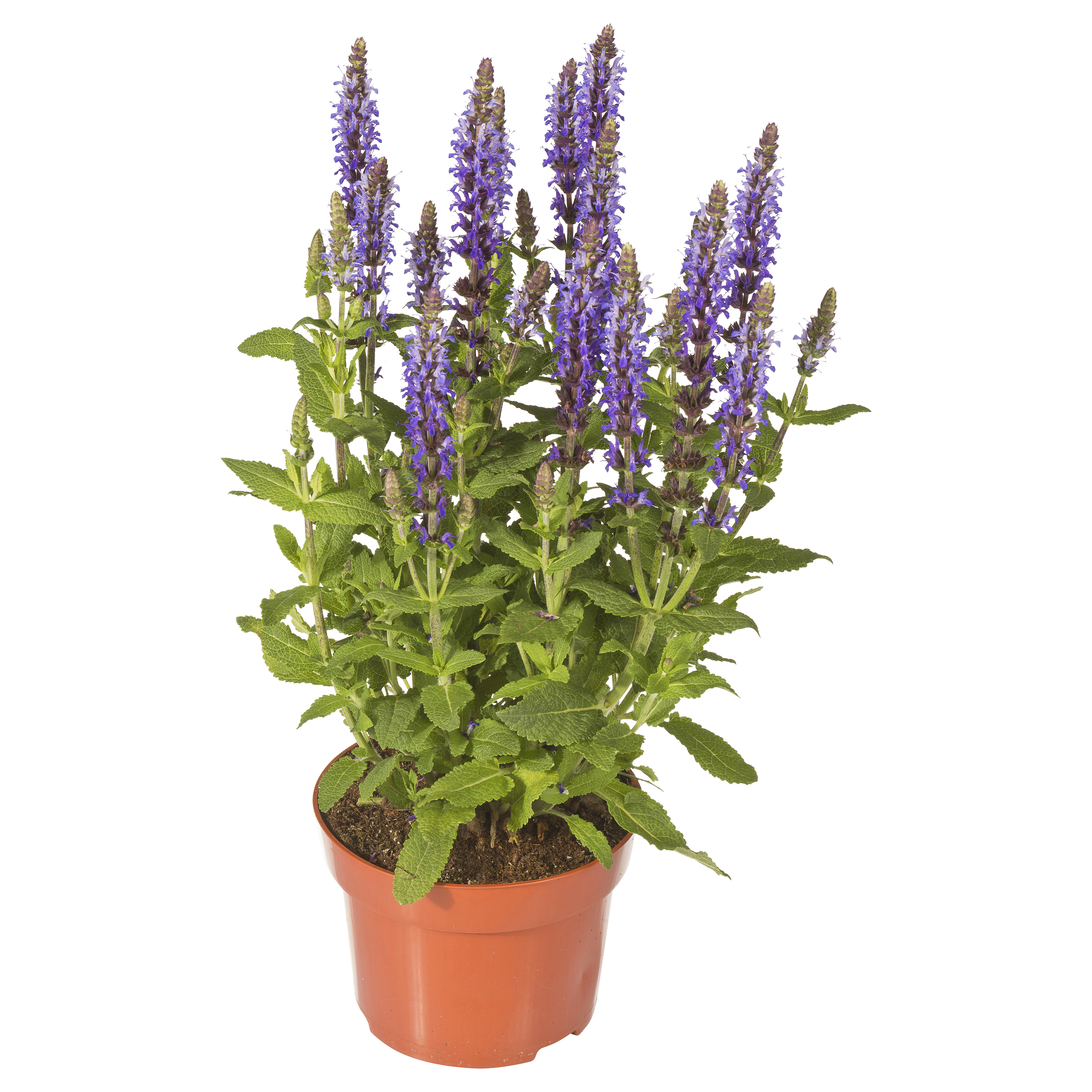 Szałwia omszona mix 30-35 cm