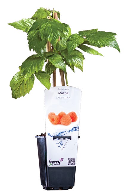 Malina mix 26 cm berry more 45201100
