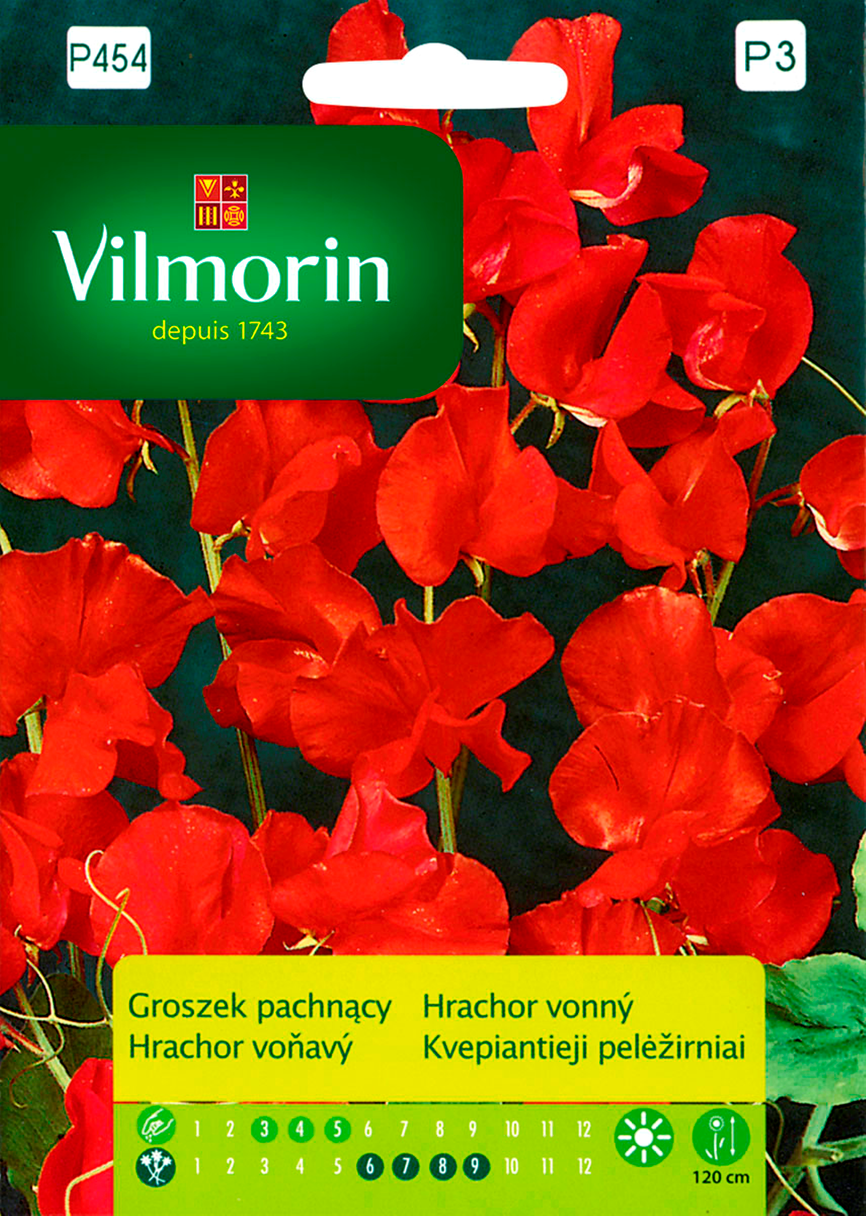 Groszek pachnący czerwony nasiona tradycyjne Vilmorin