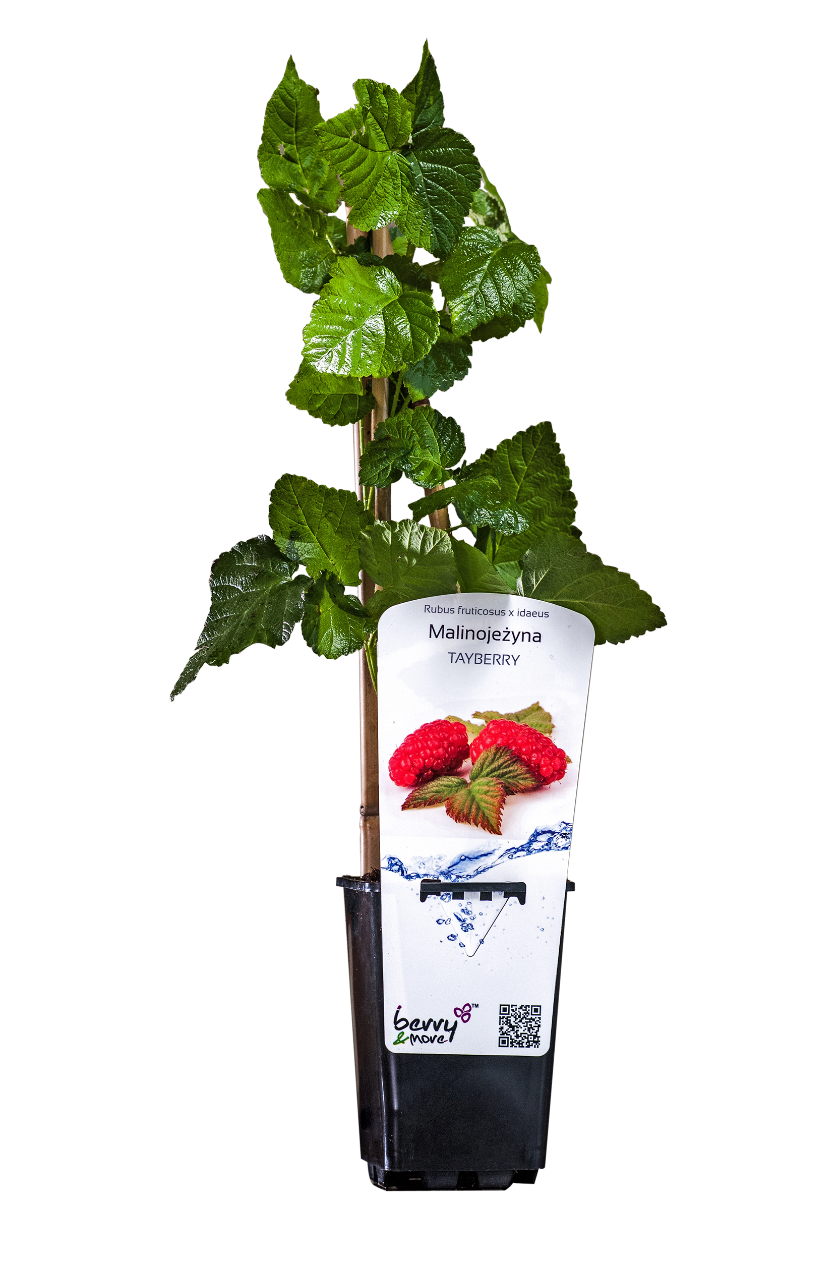 Malinojeżyna mix 26 cm Berry&amp;More™