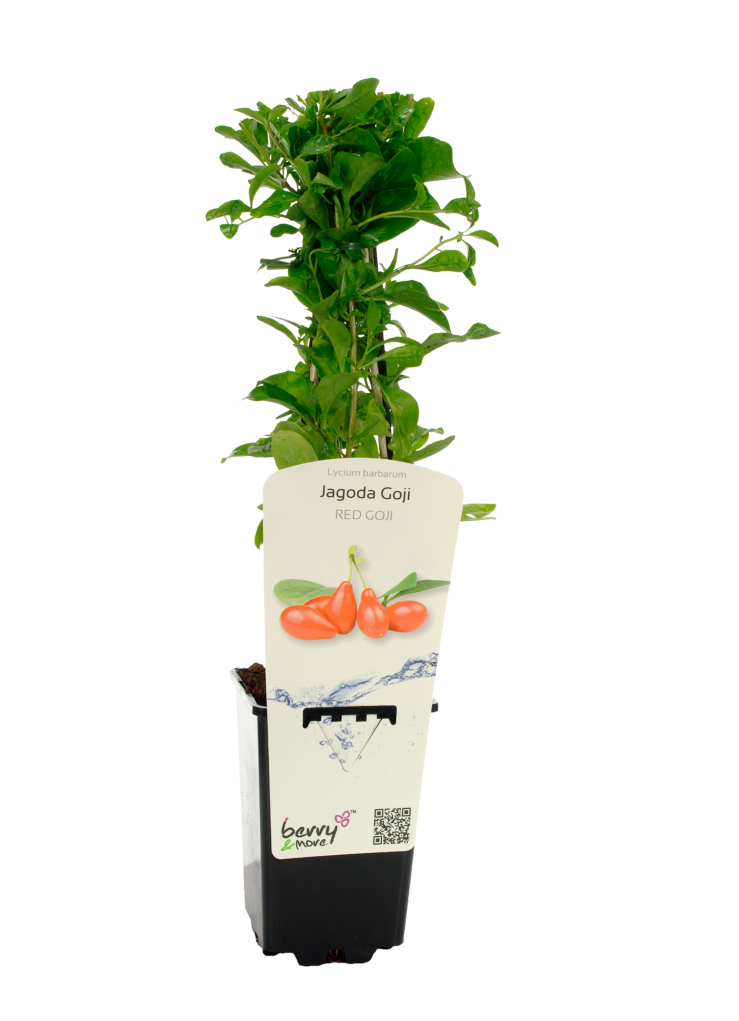 Jagoda goji 26 cm Berry&amp;More™