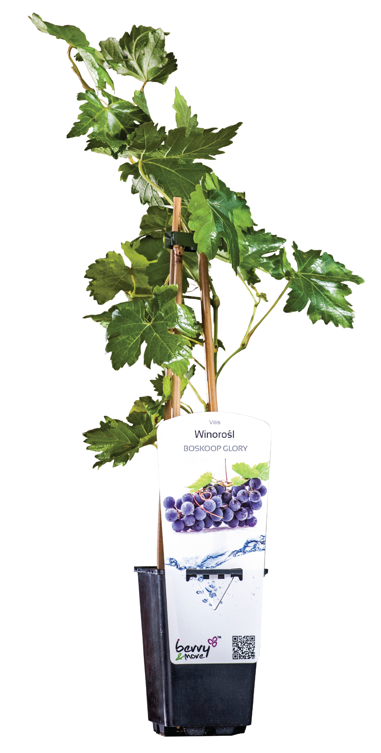 Winorośl Marechal 26 cm Berry&amp;More™